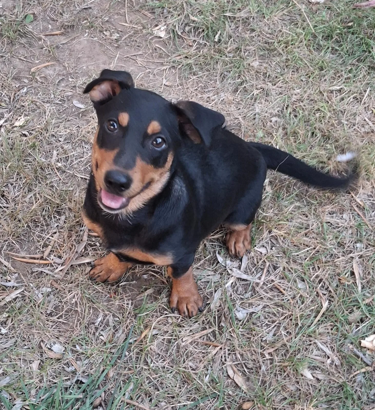 Miky, cane Meticcio in adozione a Crotone - foto 4