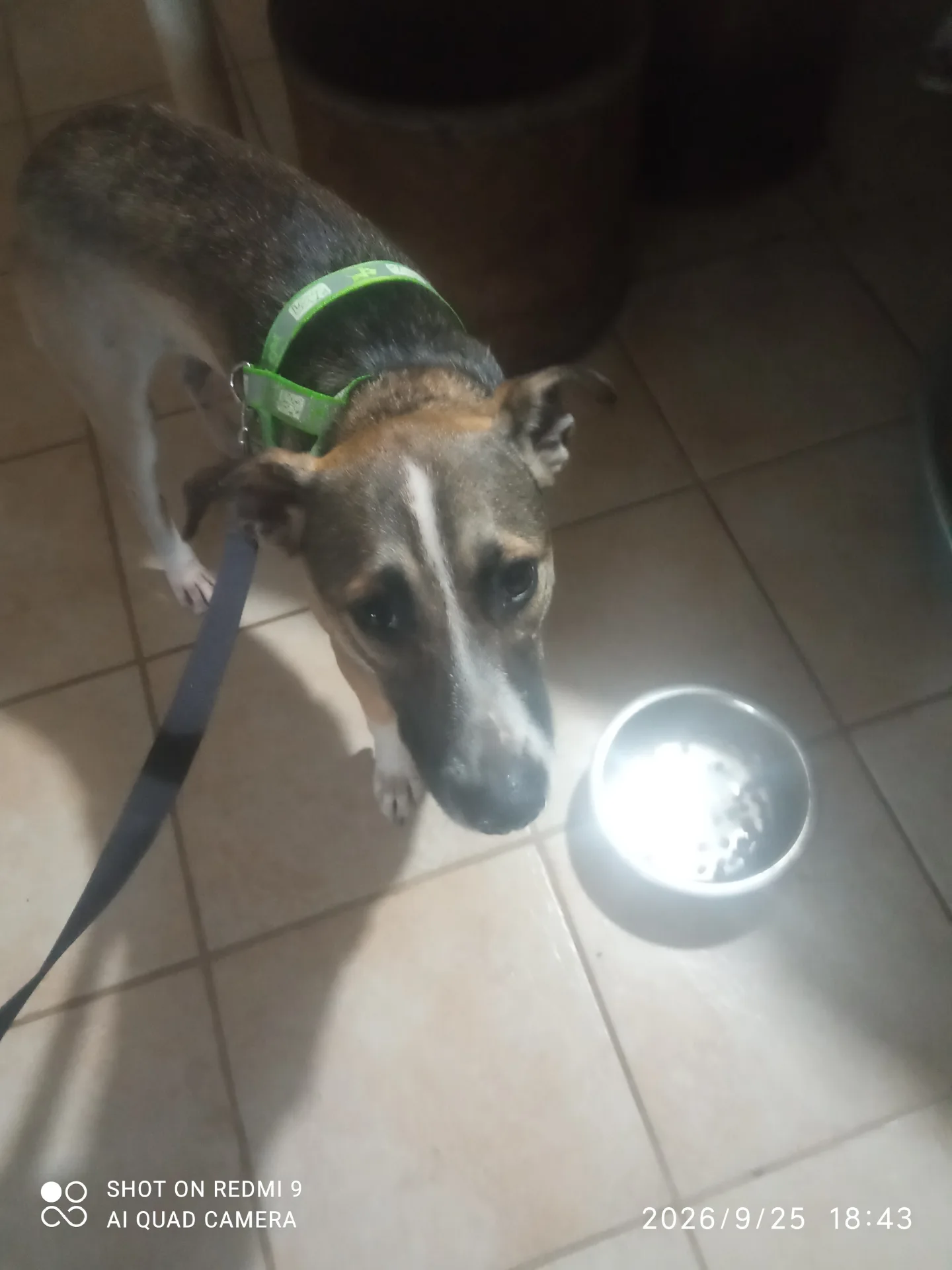 Jason, cane Meticcio in adozione a Napoli - foto 4