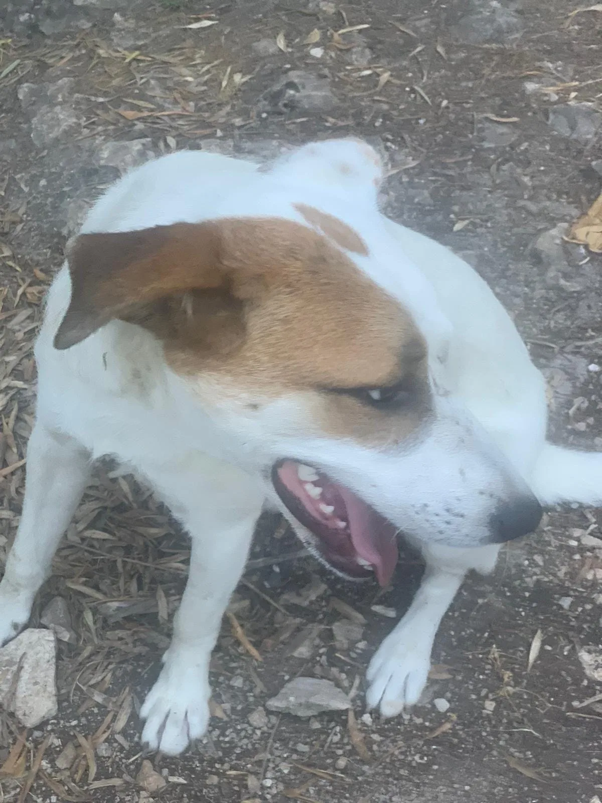 Isa, cane meticcio in adozione a Latina - foto 5
