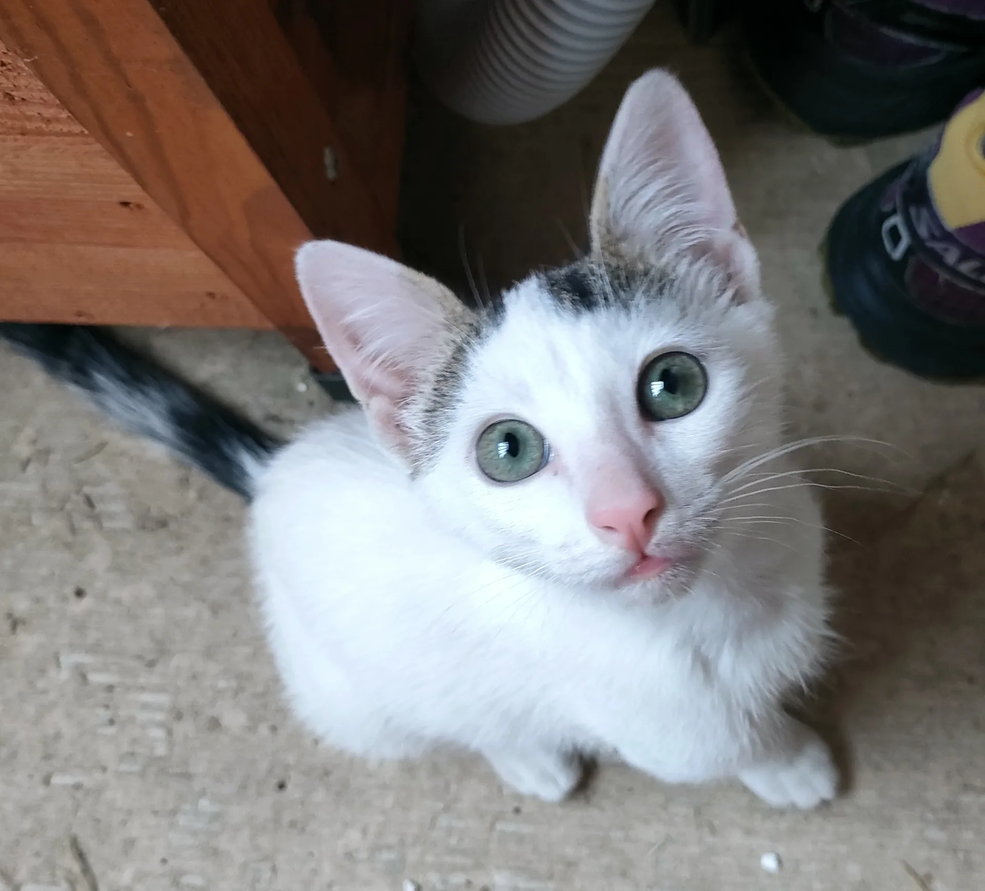 Sirio, gatto Europeo in adozione a Cuneo - foto 2