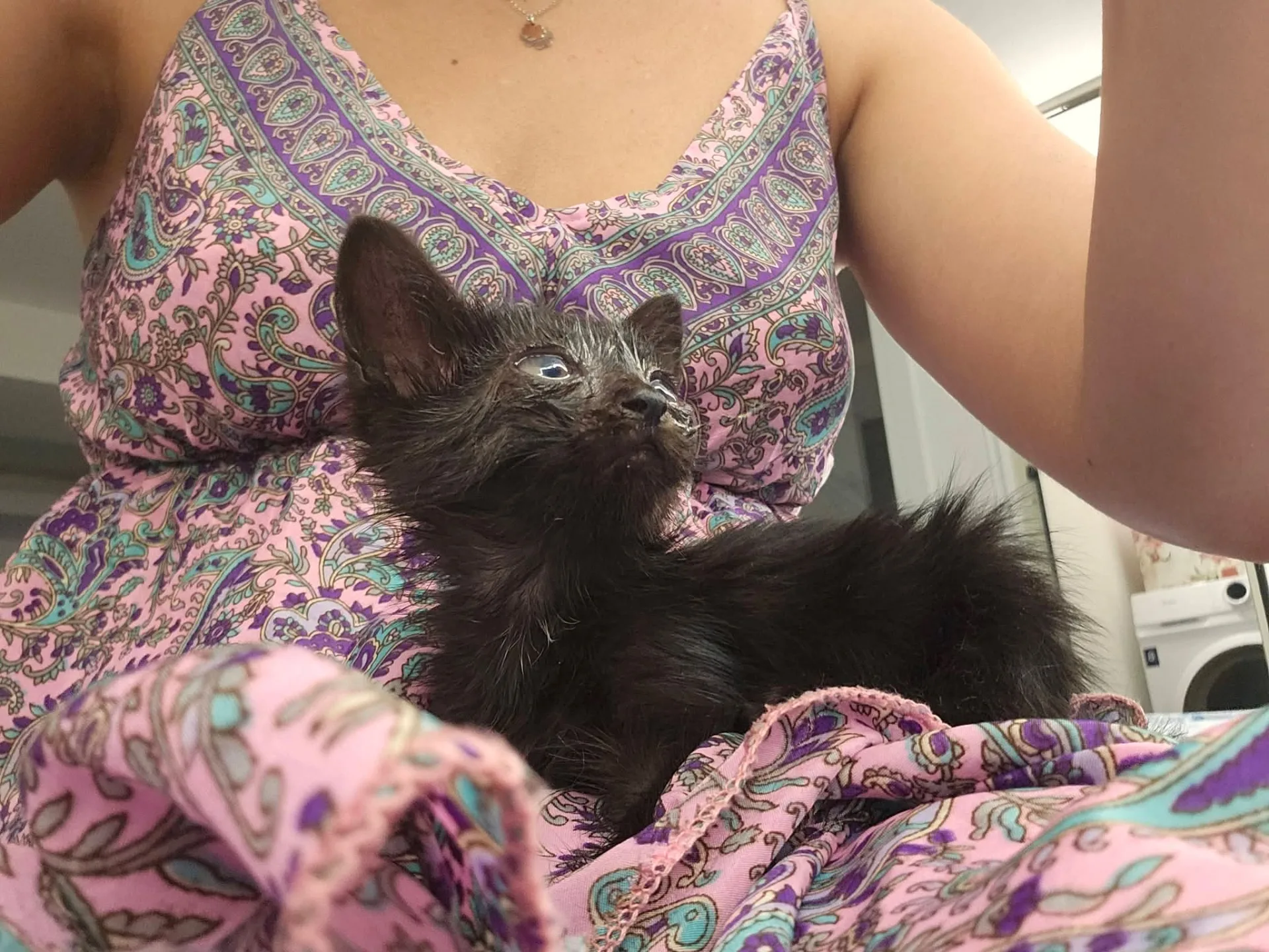 Foto 3 di Nerina, gatto Europeo in adozione