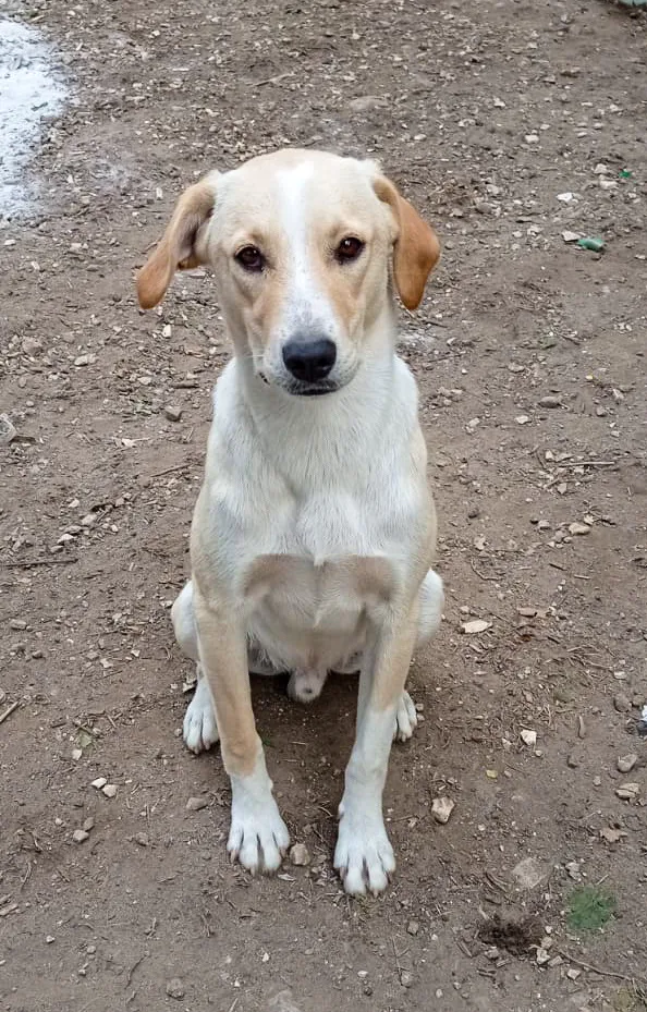 Jack, cane Meticcio in adozione a Potenza