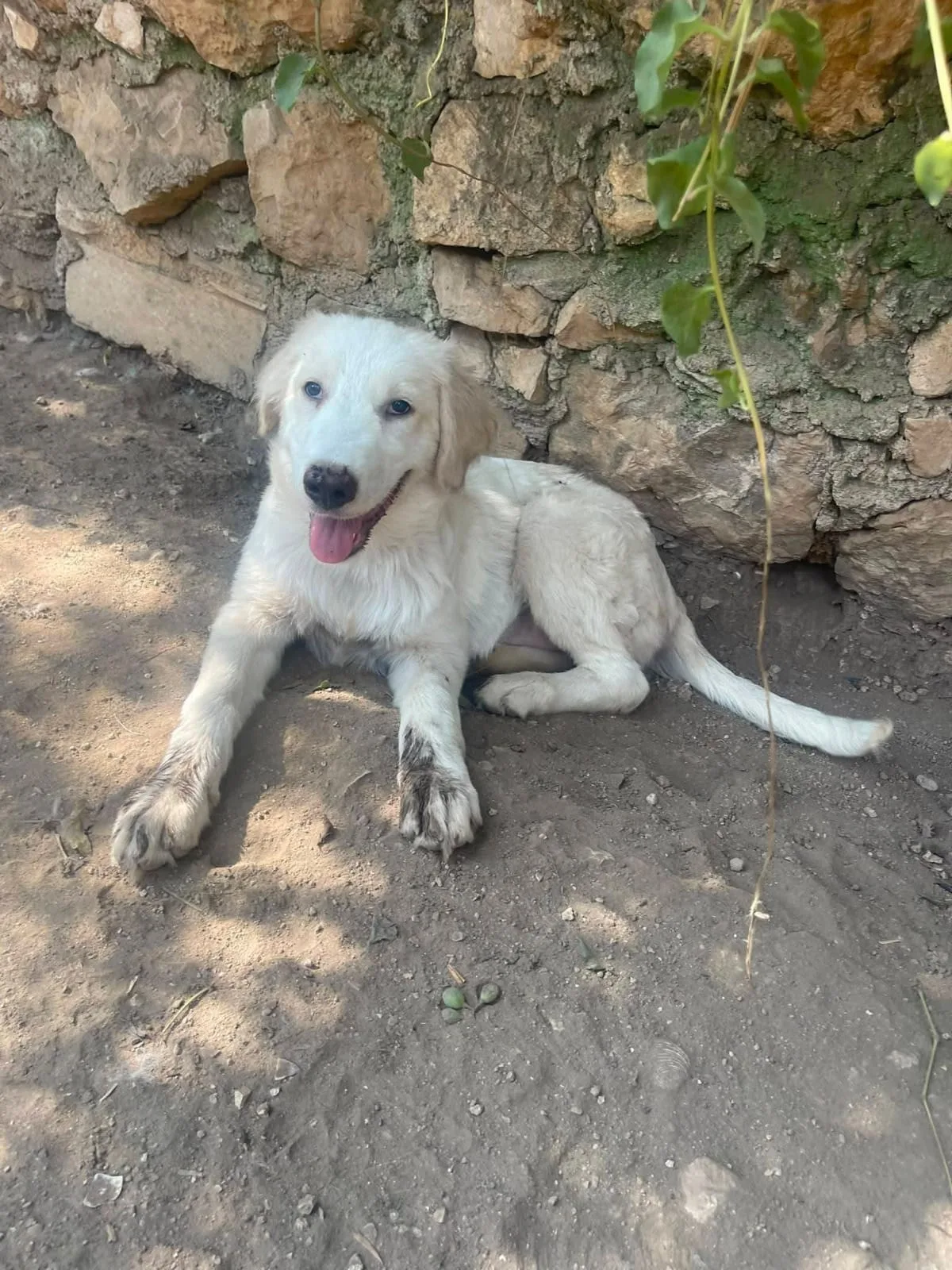 Foto 2 di Marella, cane Meticcio in adozione
