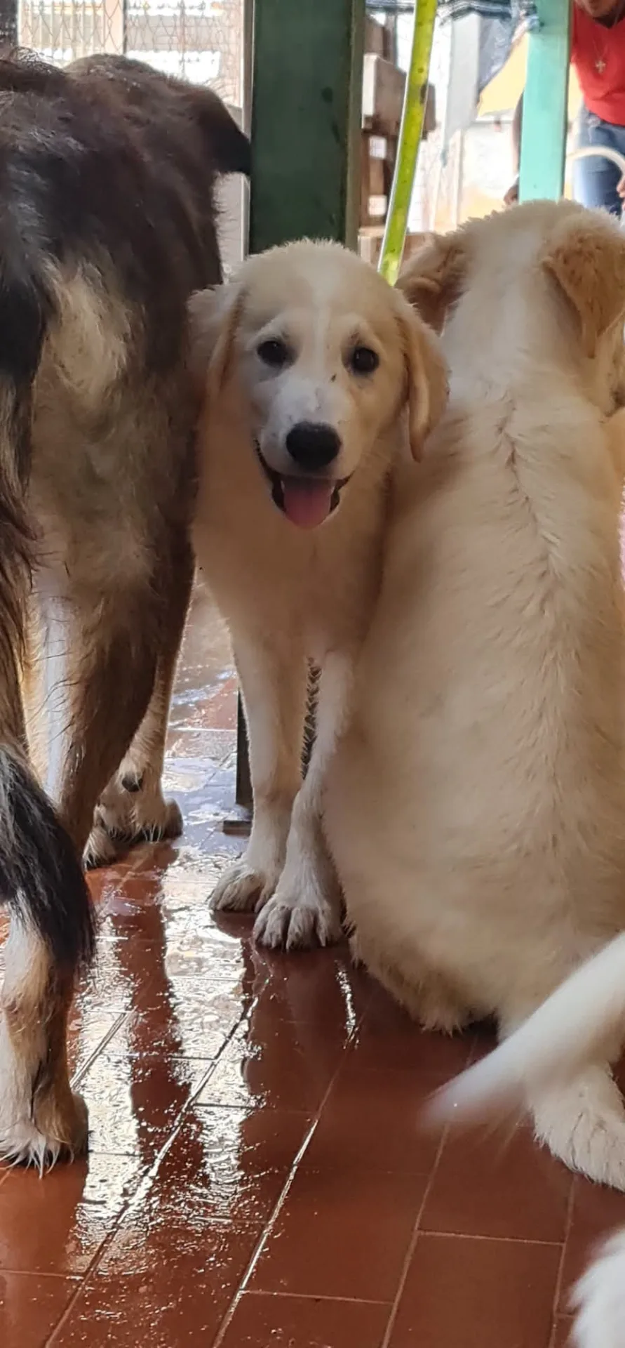 Billy, cane Meticcio in adozione a Trapani - foto 4