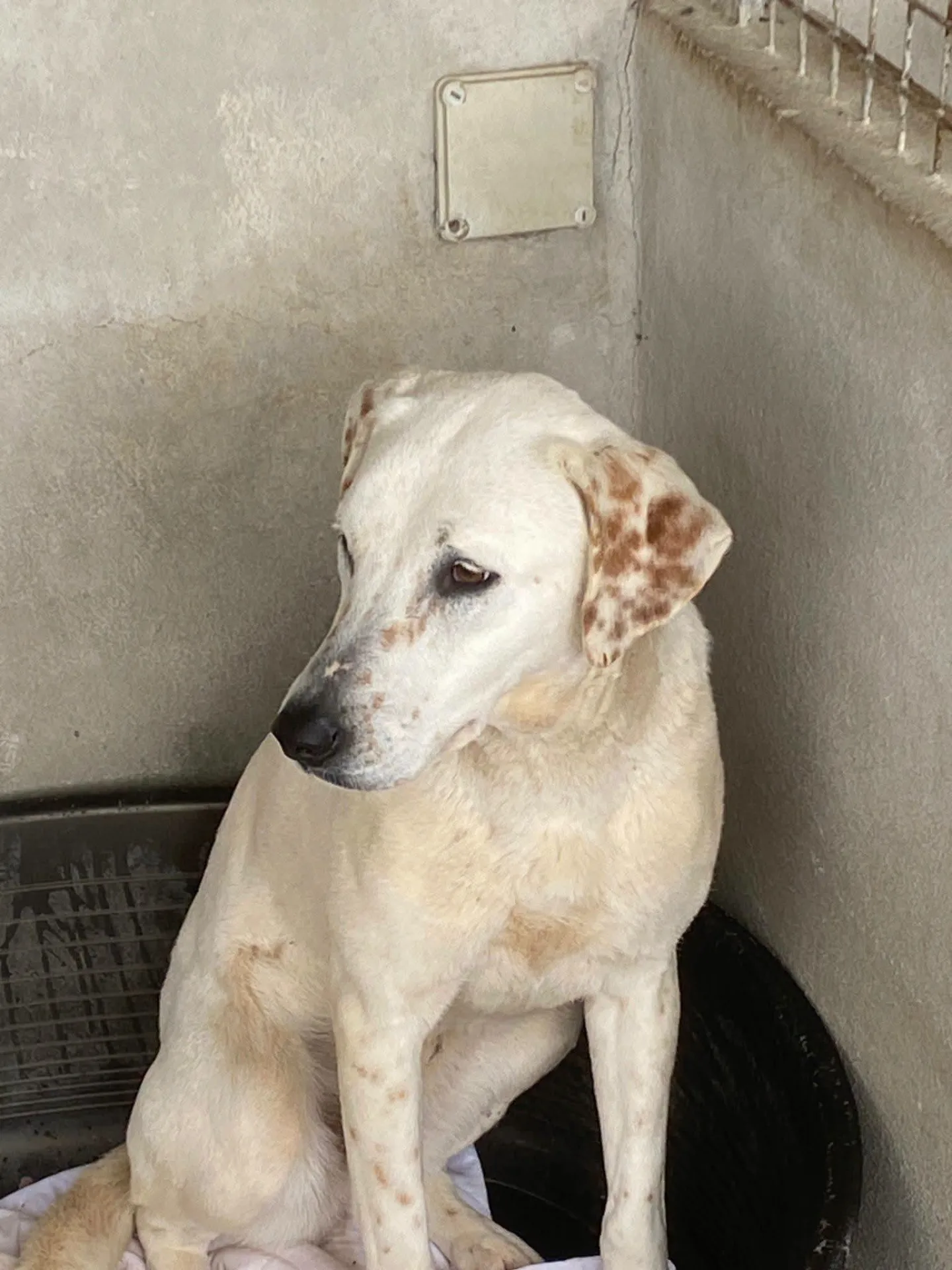 Lulù, cane Simil labrador in adozione a Bari - foto 5