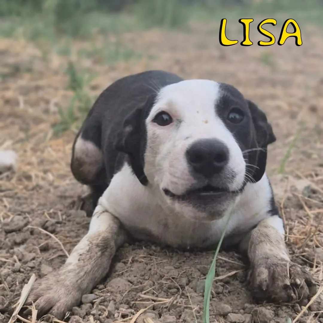 Lisa, cane Meticcio in adozione a Crotone