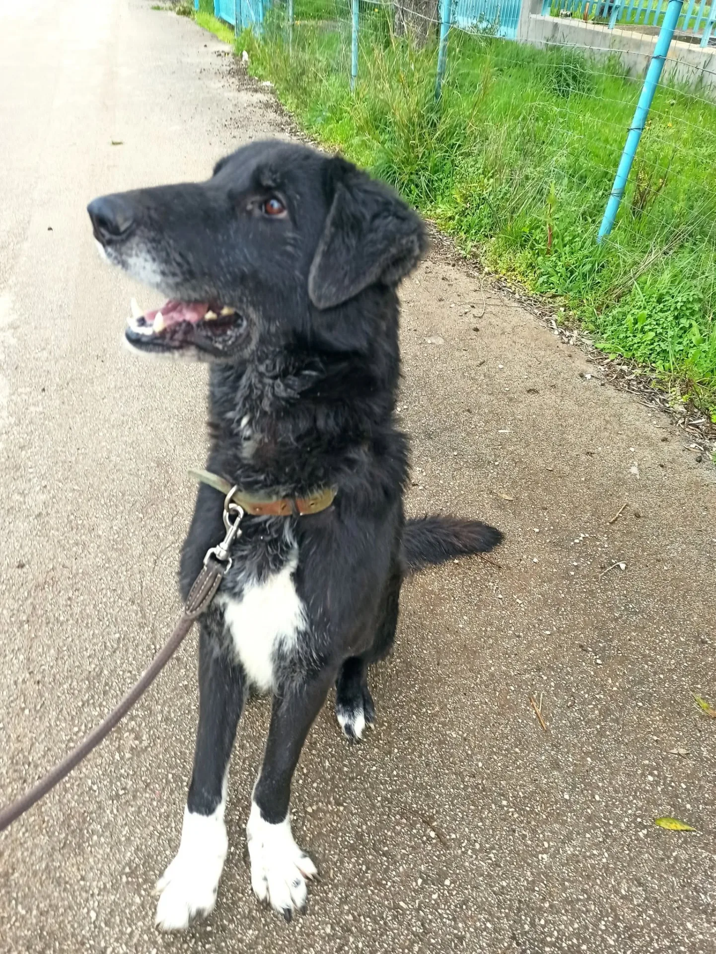 Fernando, cane Meticcio in adozione a Bari - foto 1