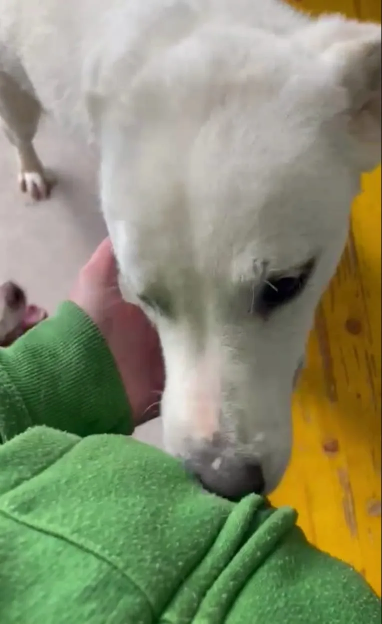 Loden, cane meticcio in adozione a Frosinone - foto 3