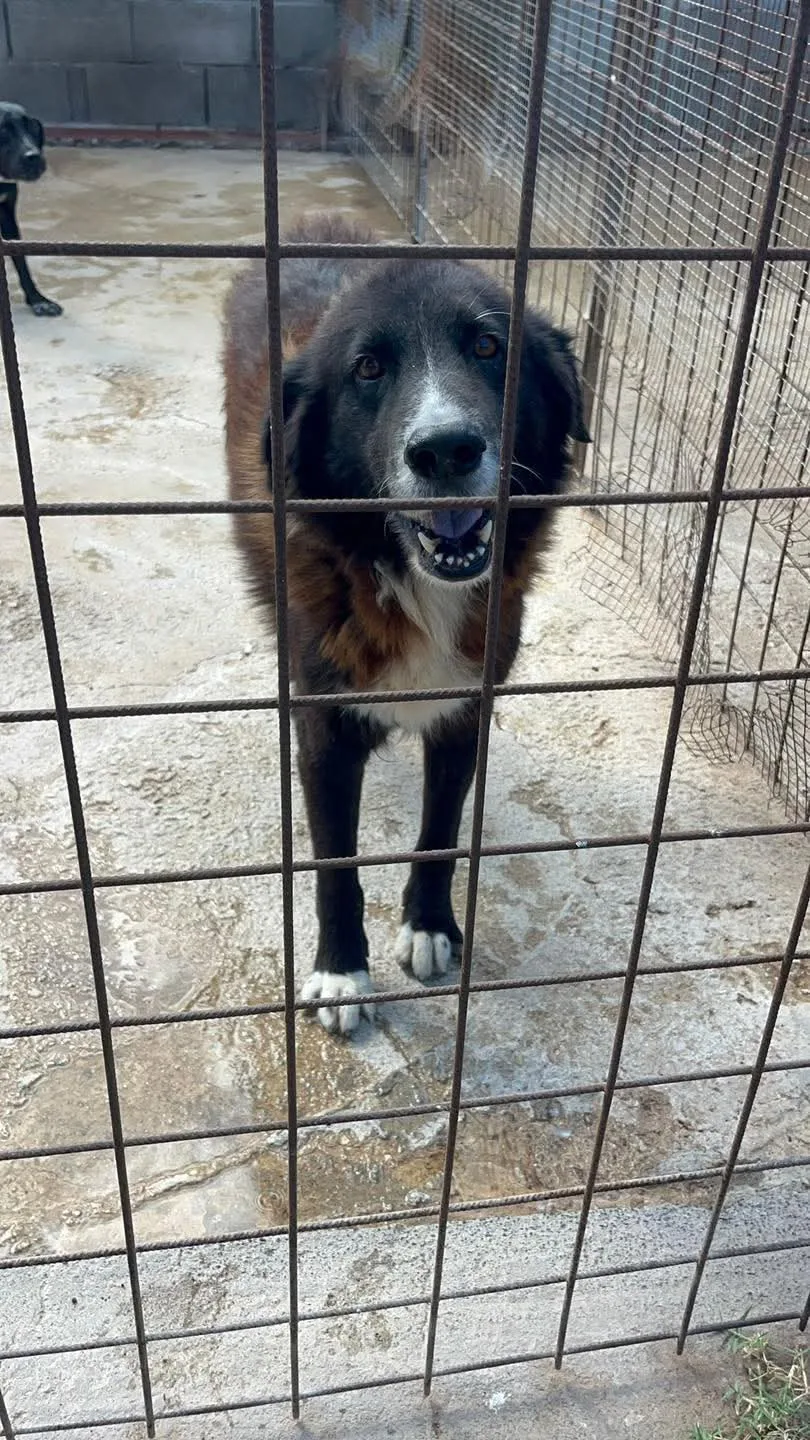 Tyson, cane Meticcio in adozione a Siracusa - foto 1