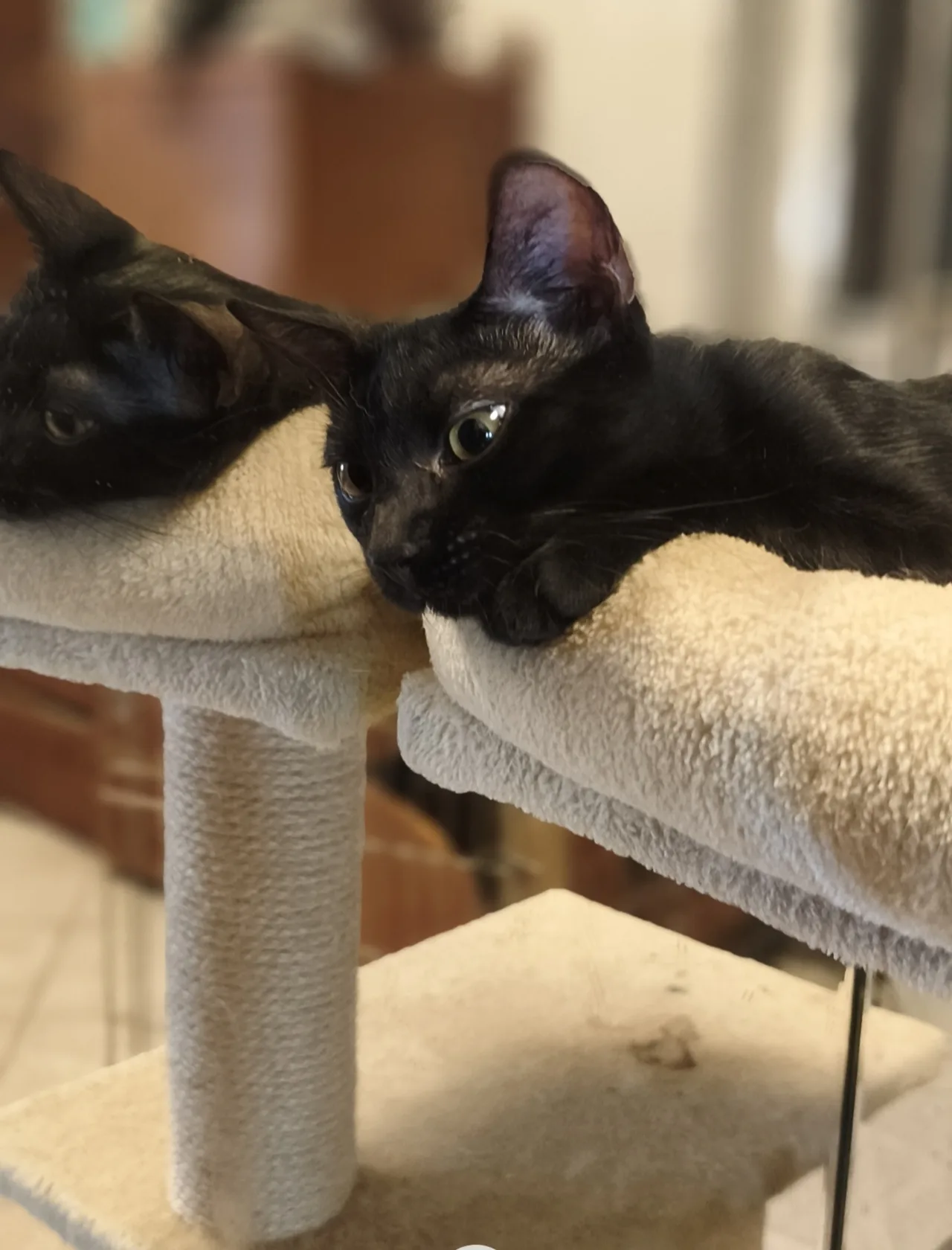 Mora, gatto Europeo in adozione a Latina - foto 4