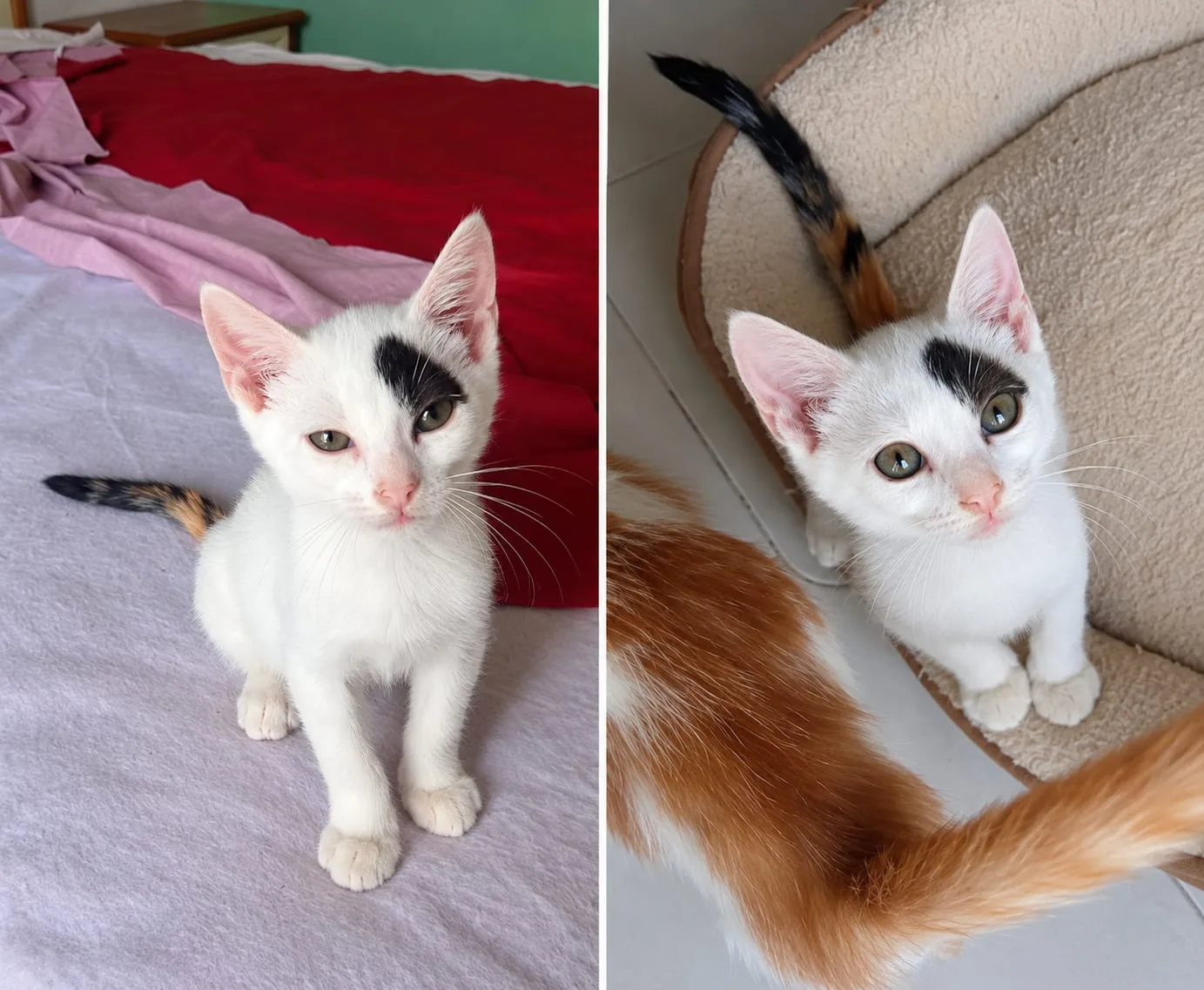 Rita, gatto in adozione a Roma - foto 3