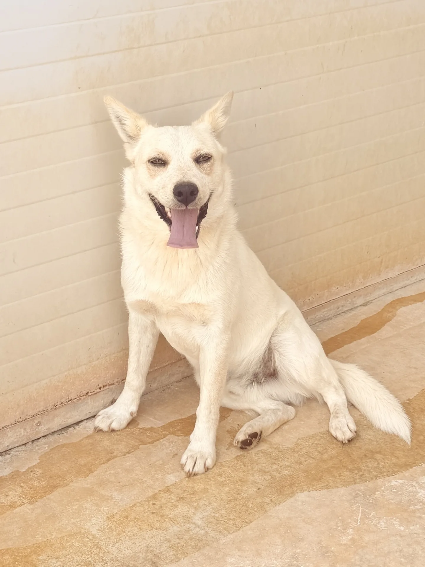 Max, cane Meticcio simil volpino in adozione a Bari - foto 1