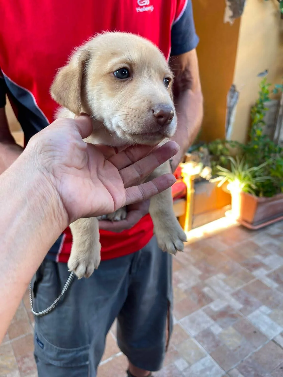 Axel, cane Meticcio in adozione a Frosinone - foto 4