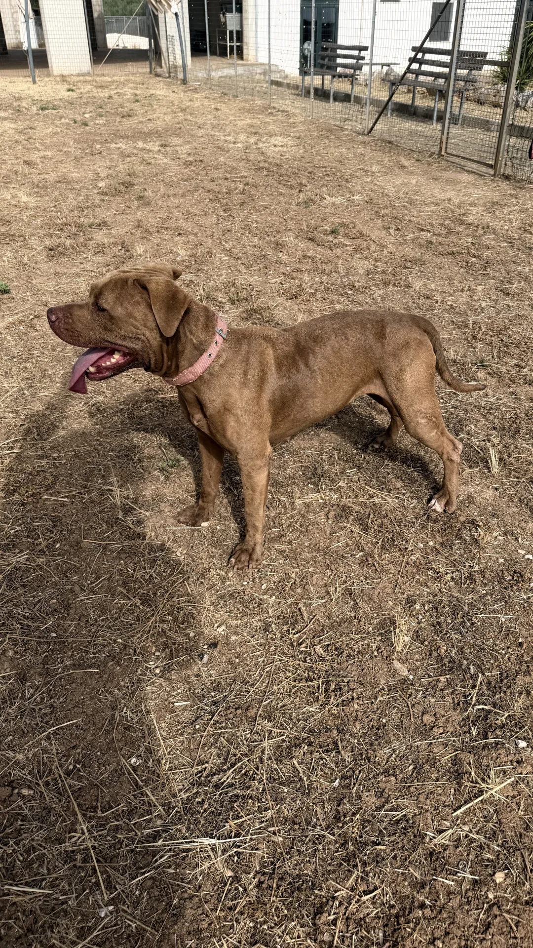 Sandy, cane Simil pitbull in adozione a Bari - foto 4