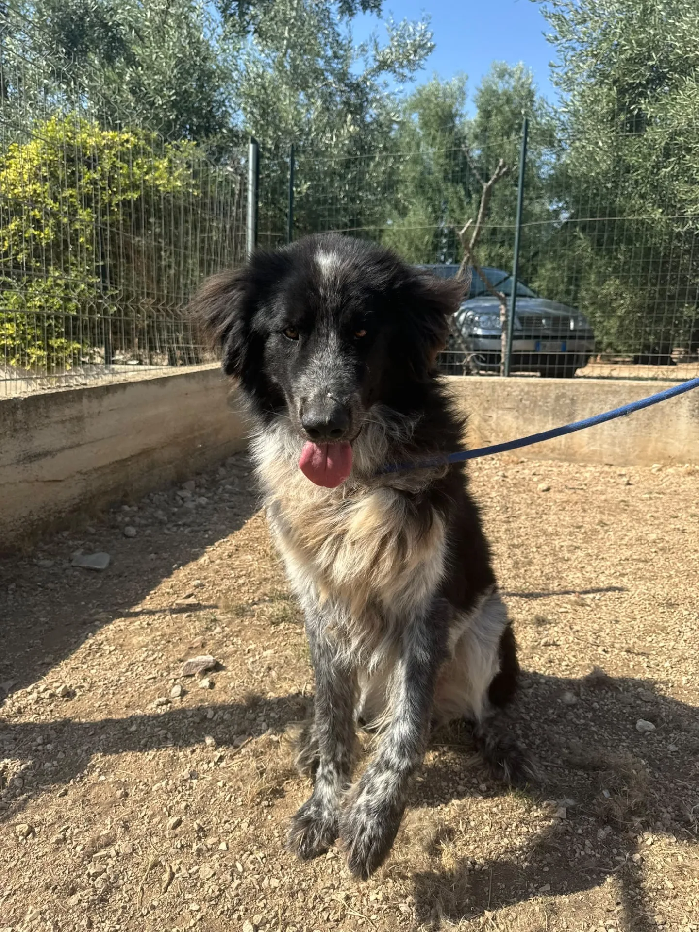 Orso, cane Meticcio in adozione a Milano - foto 3