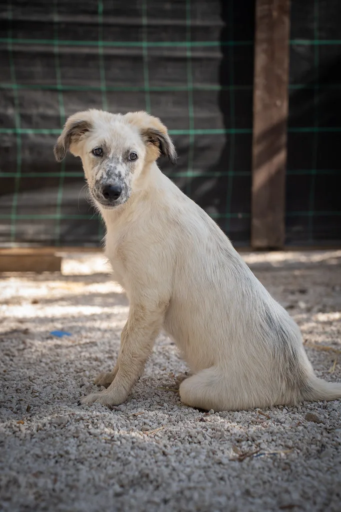 Katia, cane Meticcio in adozione - foto 2