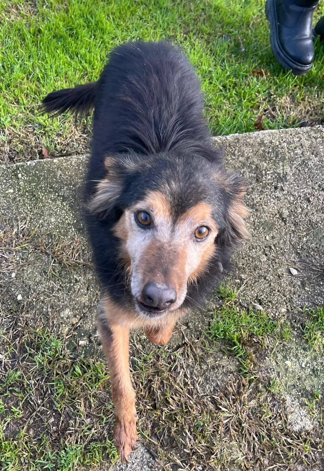 Cip e Ciop, cane meticcio in adozione a Latina - foto 4
