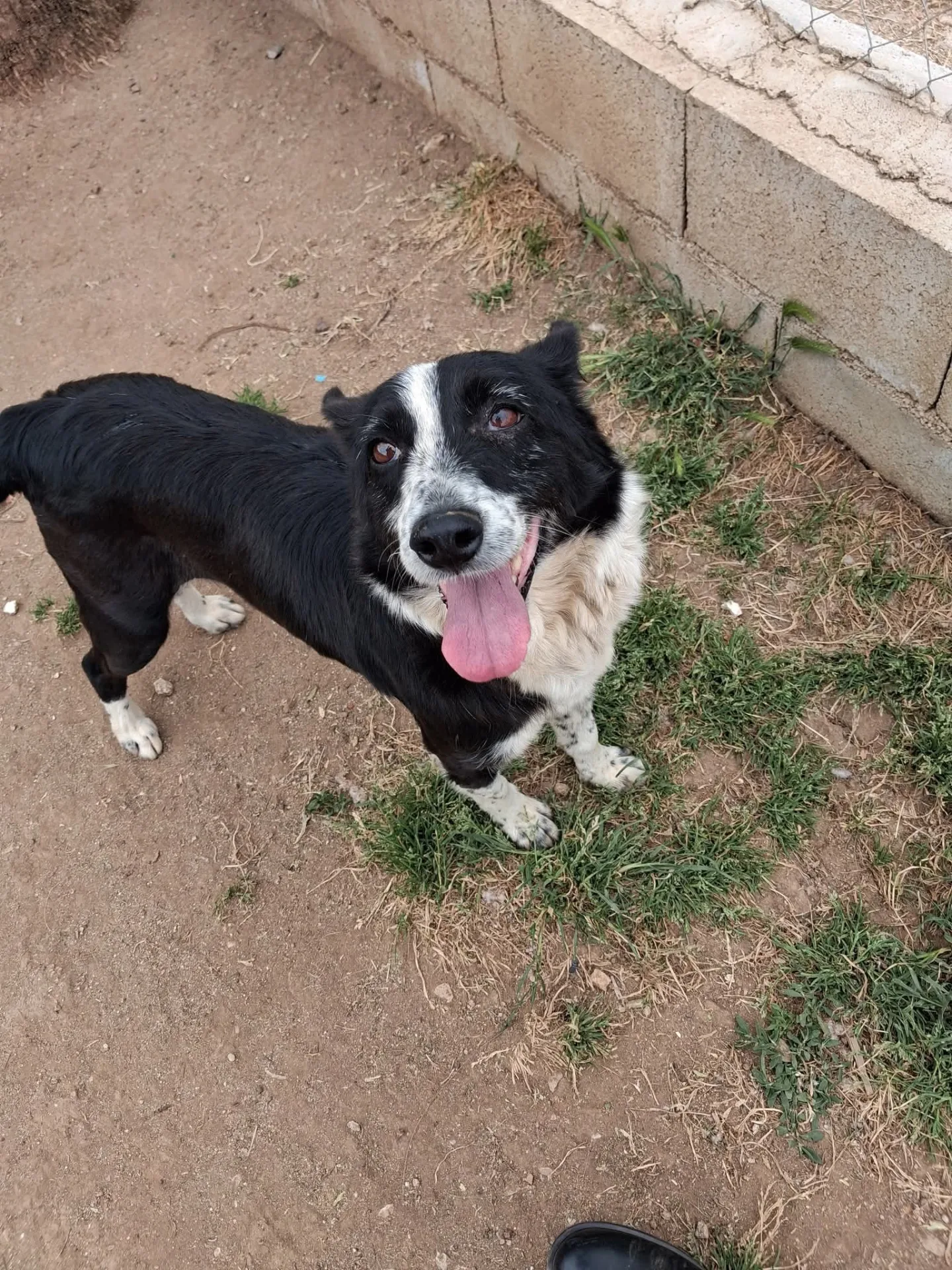 Virgy, cane Meticcio in adozione a Vibo Valentia - foto 1