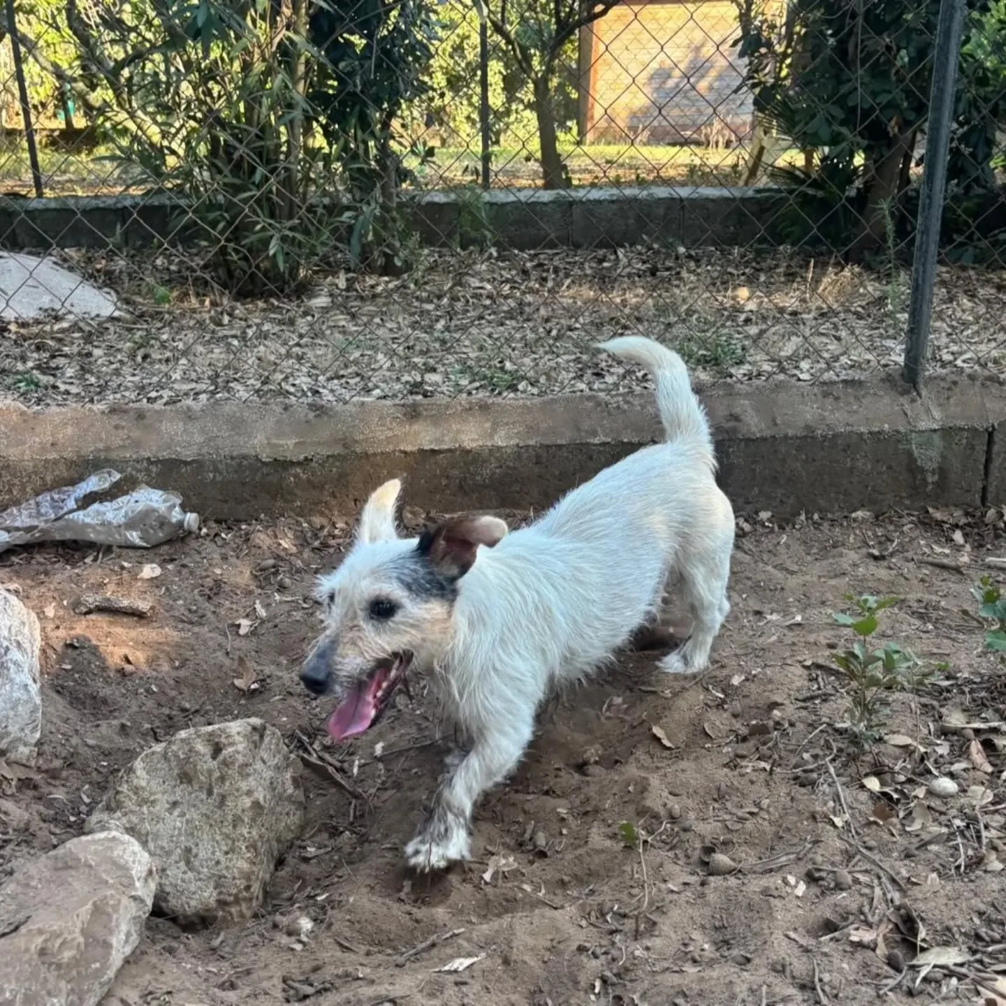 CIACK, cane jack russell in adozione a Latina - foto 3