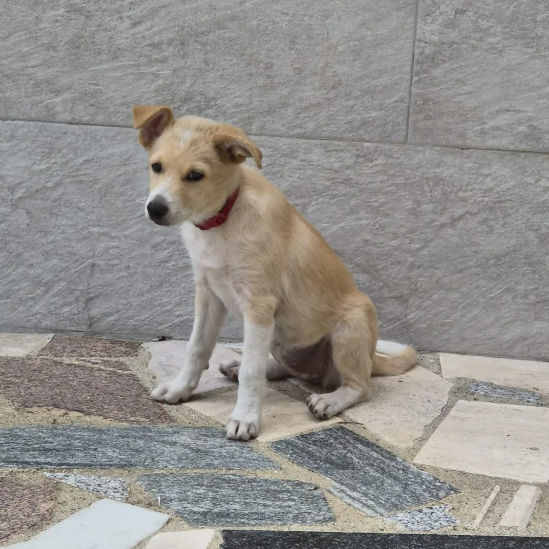 Fiamma, cane Meticcio in adozione a Crotone - foto 2