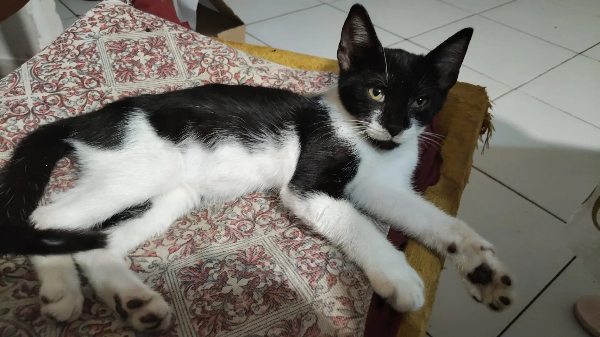 Silvestro, gatto Europeo in adozione a Trapani