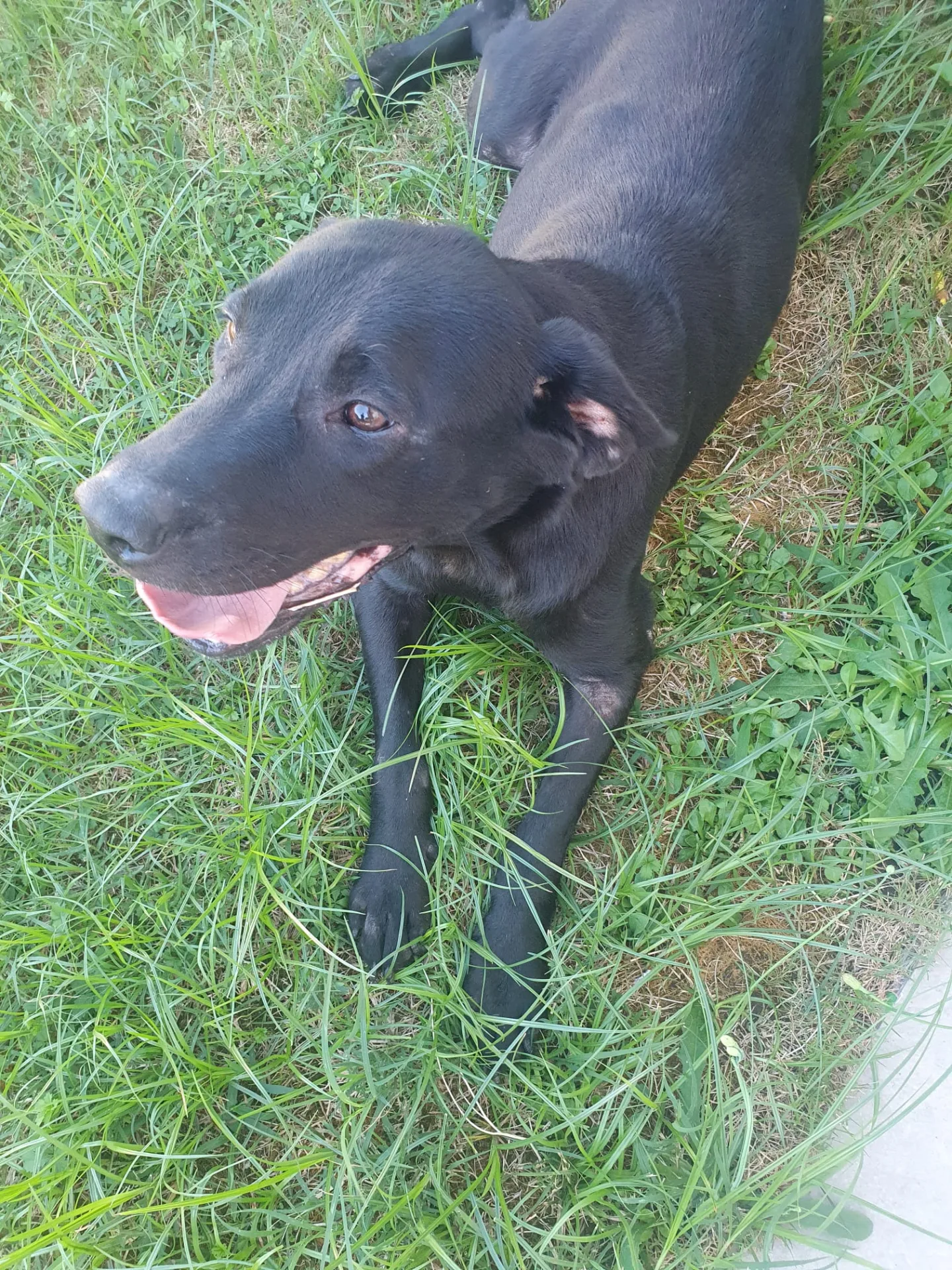 MARGOT, cane meticcio in adozione a Latina - foto 1