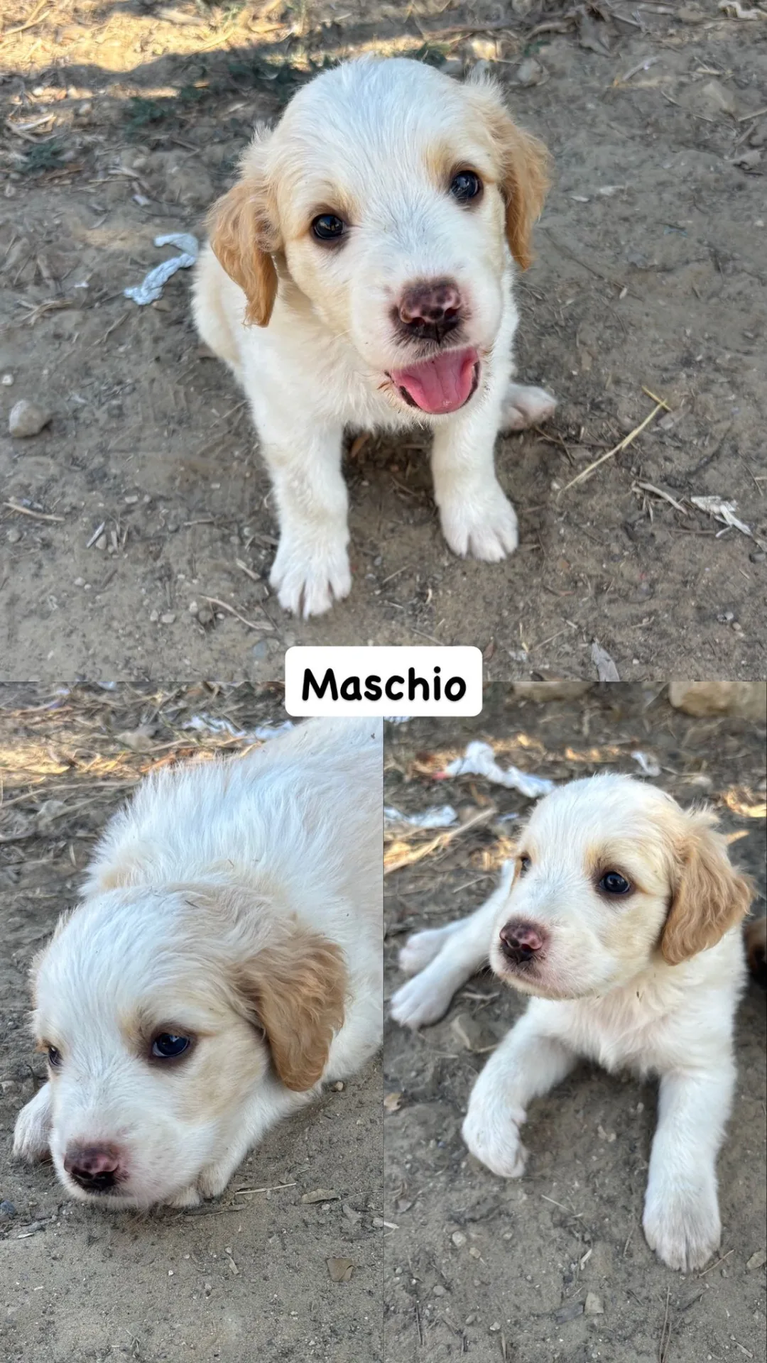 Poldo, cane Meticcio in adozione a Caltanissetta