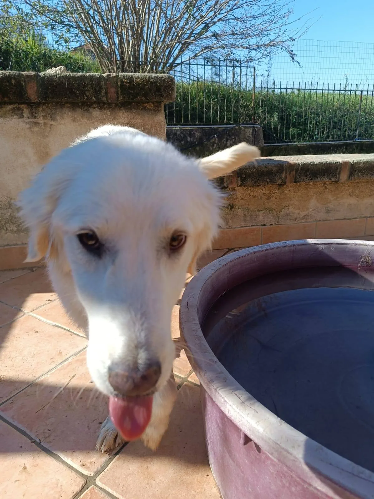Giulia, cane meticcio in adozione a Latina - foto 1