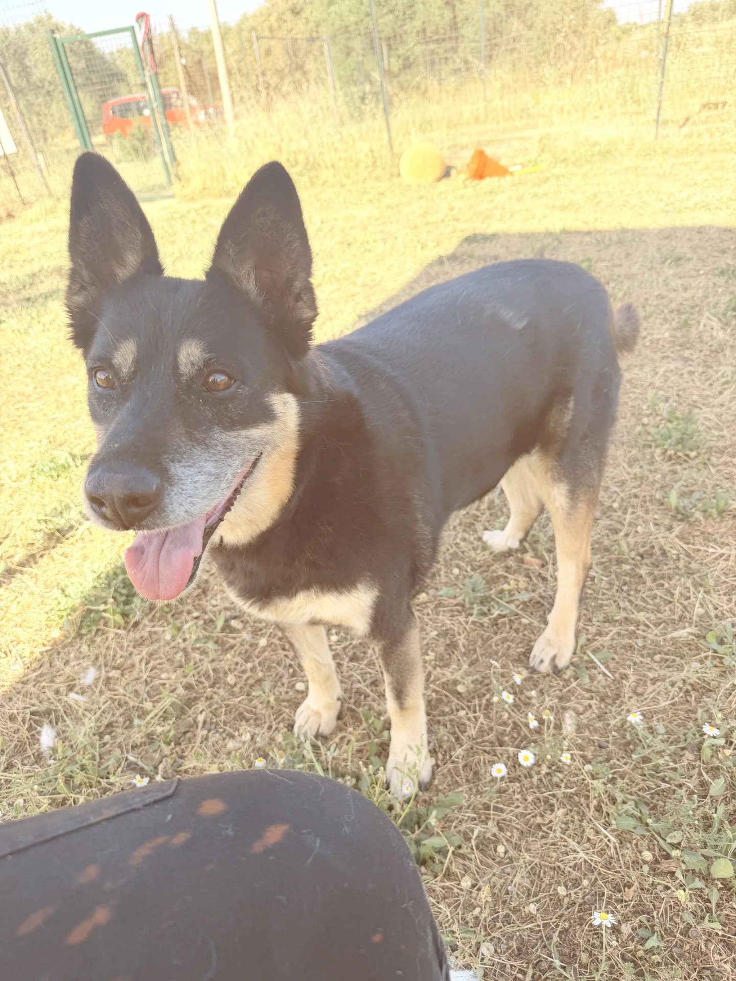 Tappina, cane Meticcio in adozione a Bari - foto 1