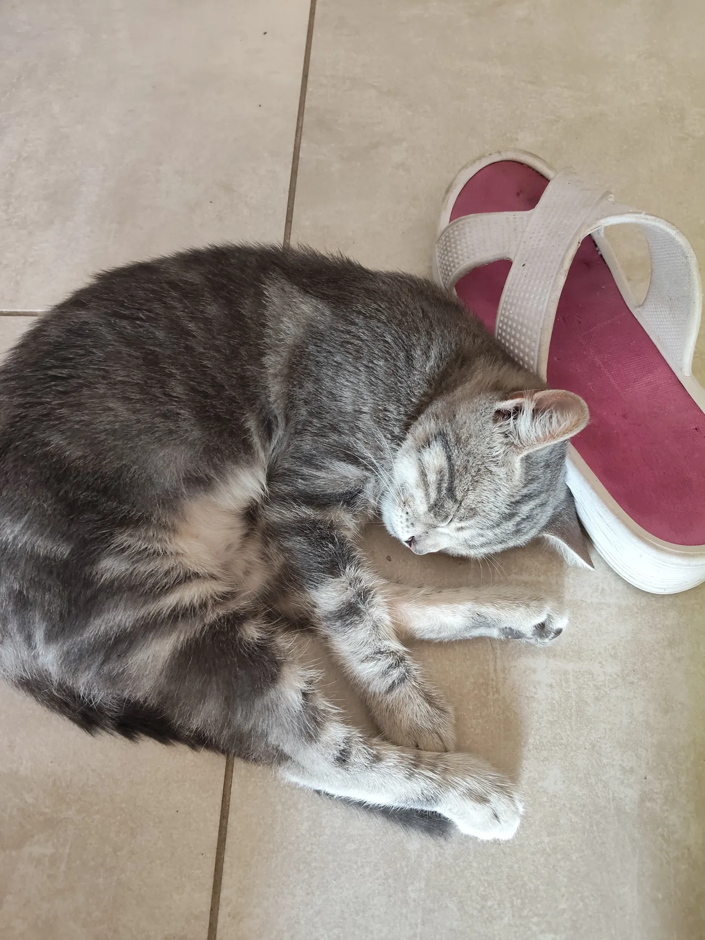 Dario, gatto Europeo in adozione a Napoli - foto 2