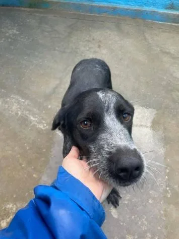 Max e Morgan, cane meticcio in adozione a Latina - foto 4