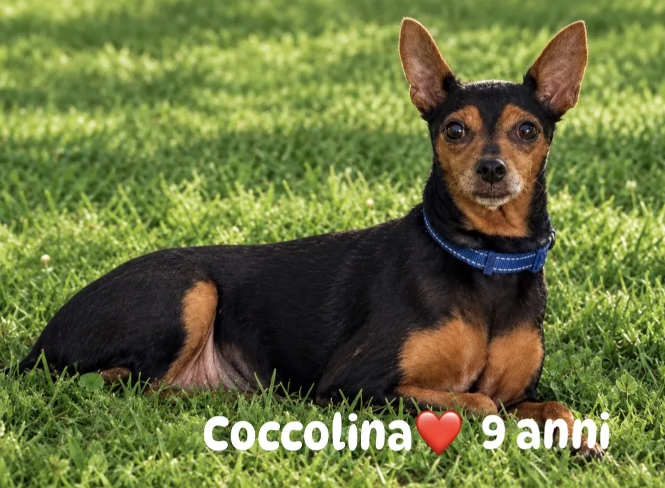 Coccolina, cane Pincher in adozione a Siracusa - foto 1