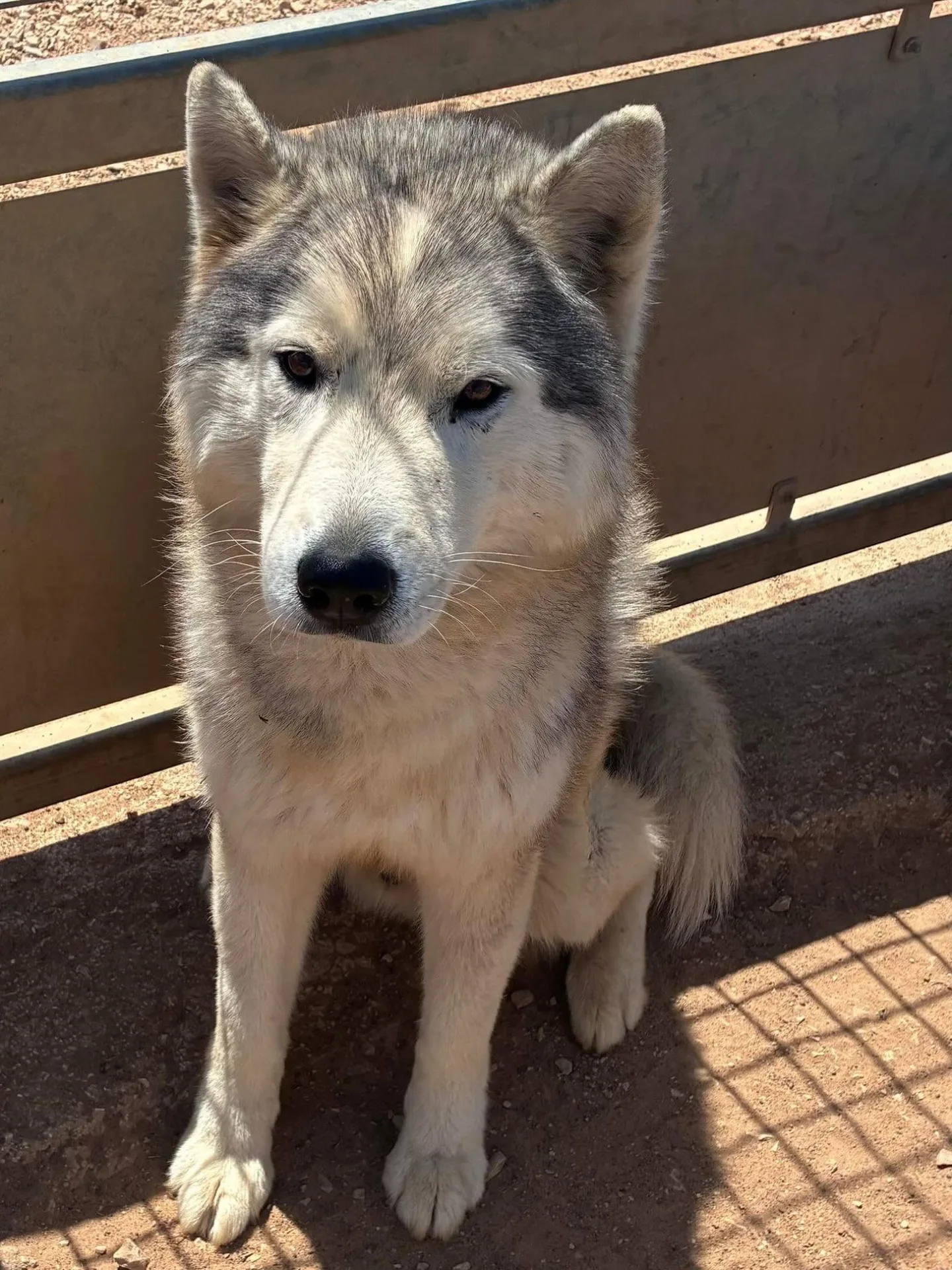 Bruscolino, cane Siberian Husky in adozione a Latina - foto 2