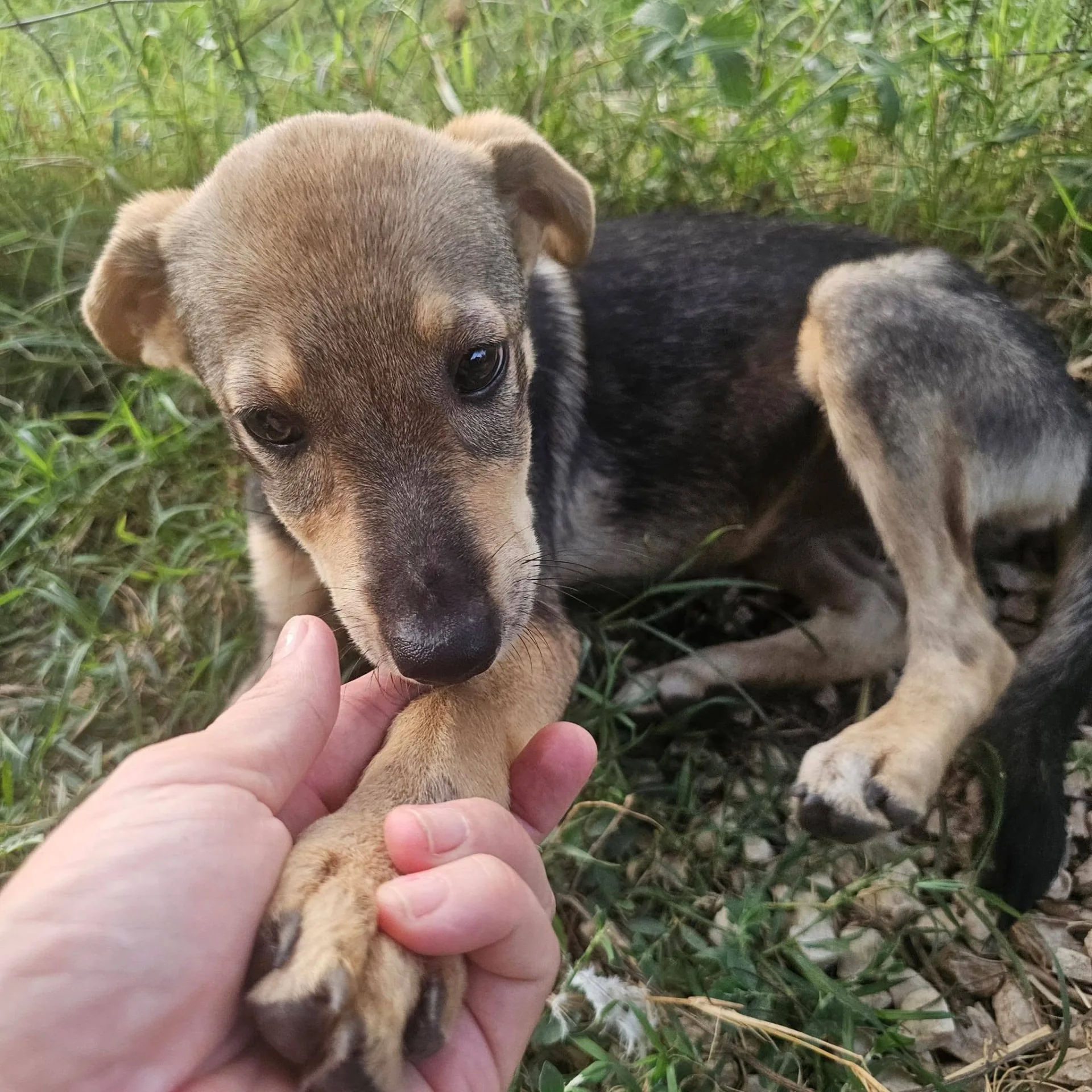 Agostina, cane meticcio in adozione a Latina - foto 2