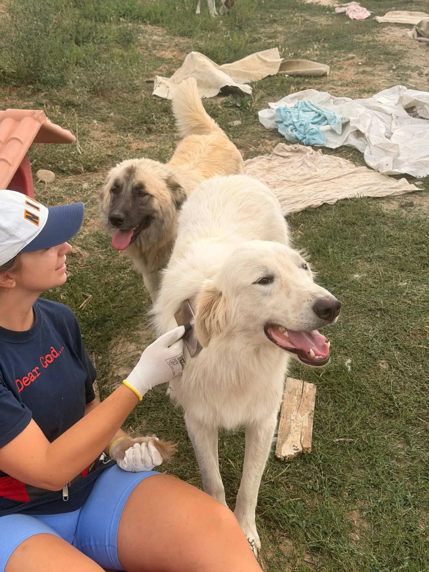 Thiago, cane Mix Pastore abruzzese in adozione a Firenze - foto 4