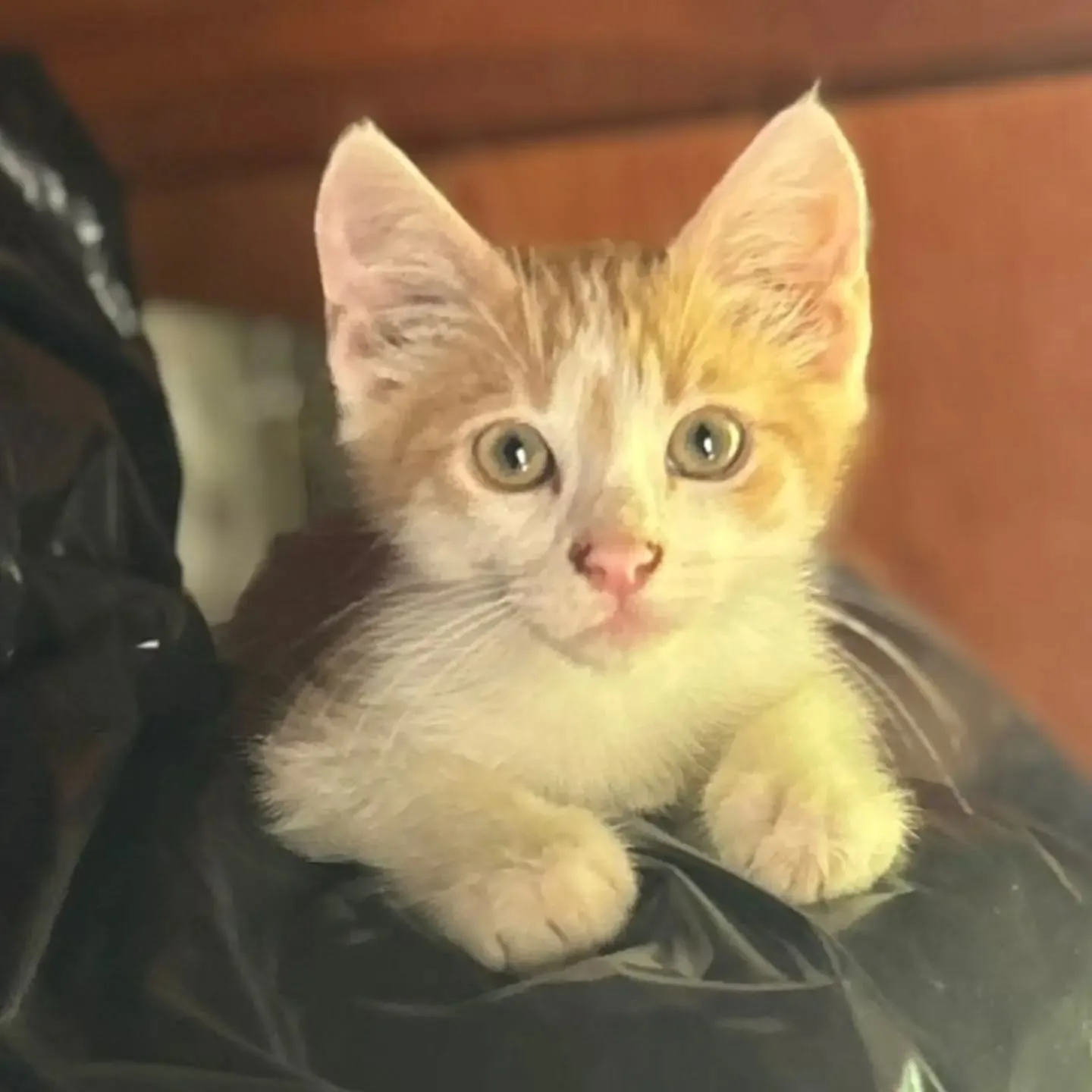 Giacomino, gatto in adozione a Latina