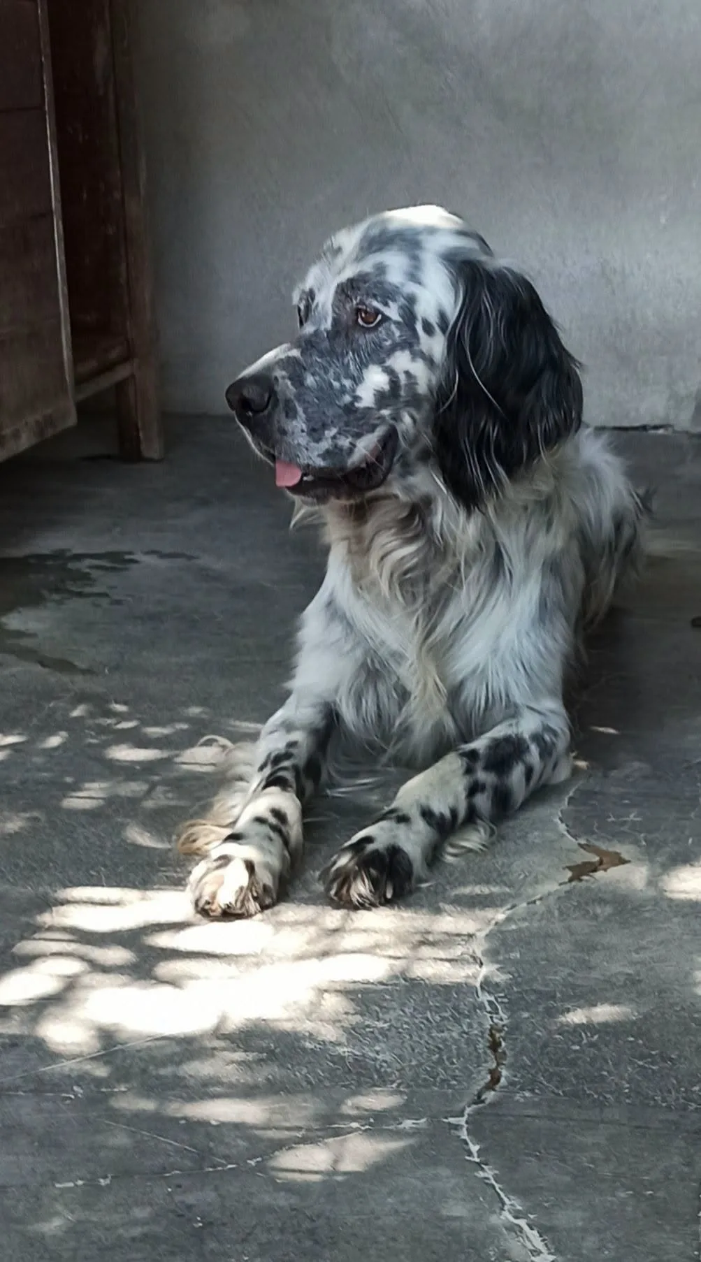 Casper, cane setter inglese in adozione a Bari - foto 2