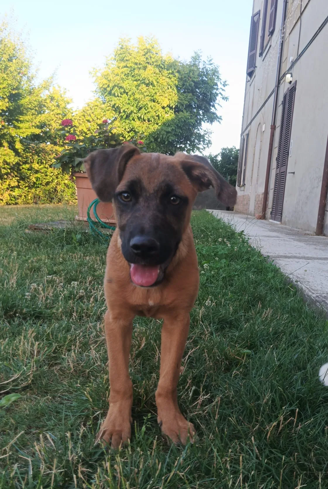 Zigo, cane Meticcio in adozione a Piacenza