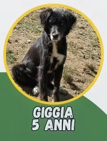 Giggia, cane Meticcio in adozione a Vibo Valentia - foto 1