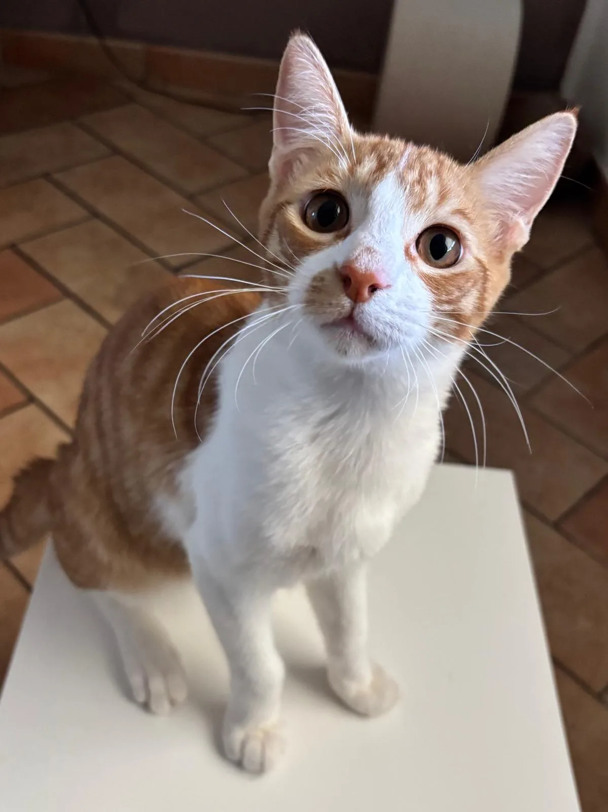 Leo, gatto in adozione a Trapani - foto 1