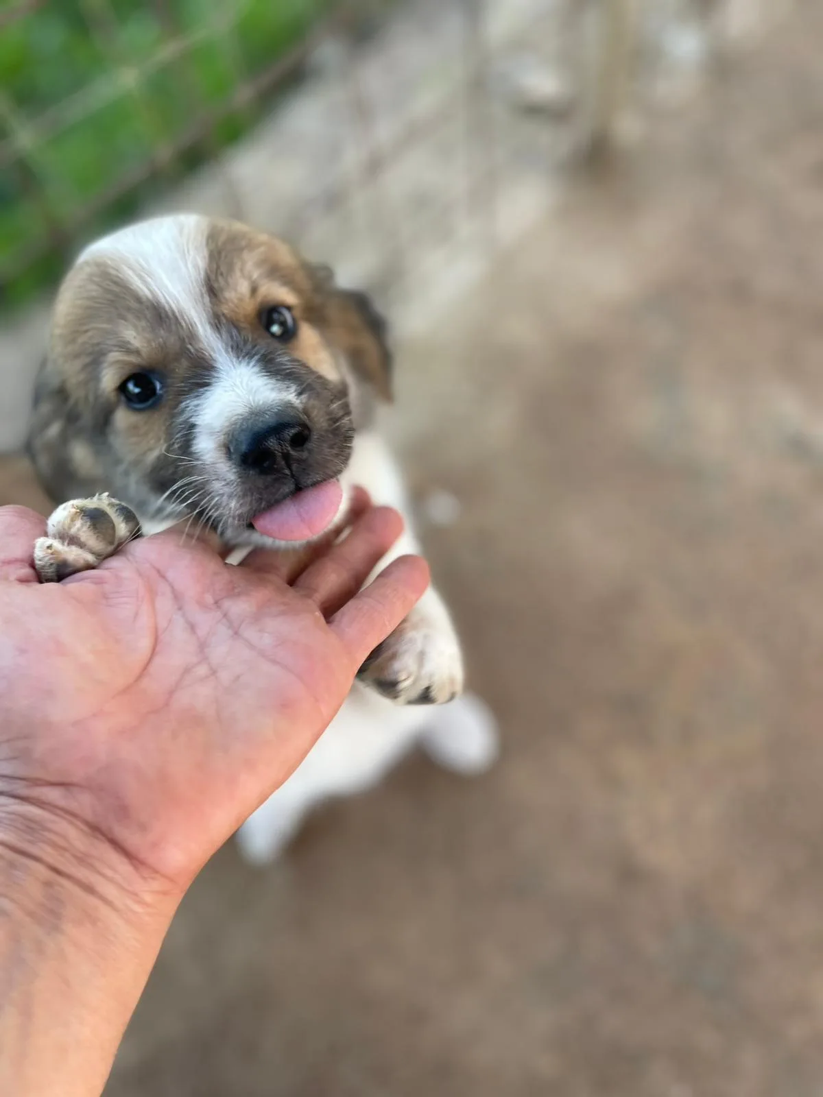 Guido, cane Meticcio in adozione a Frosinone - foto 1