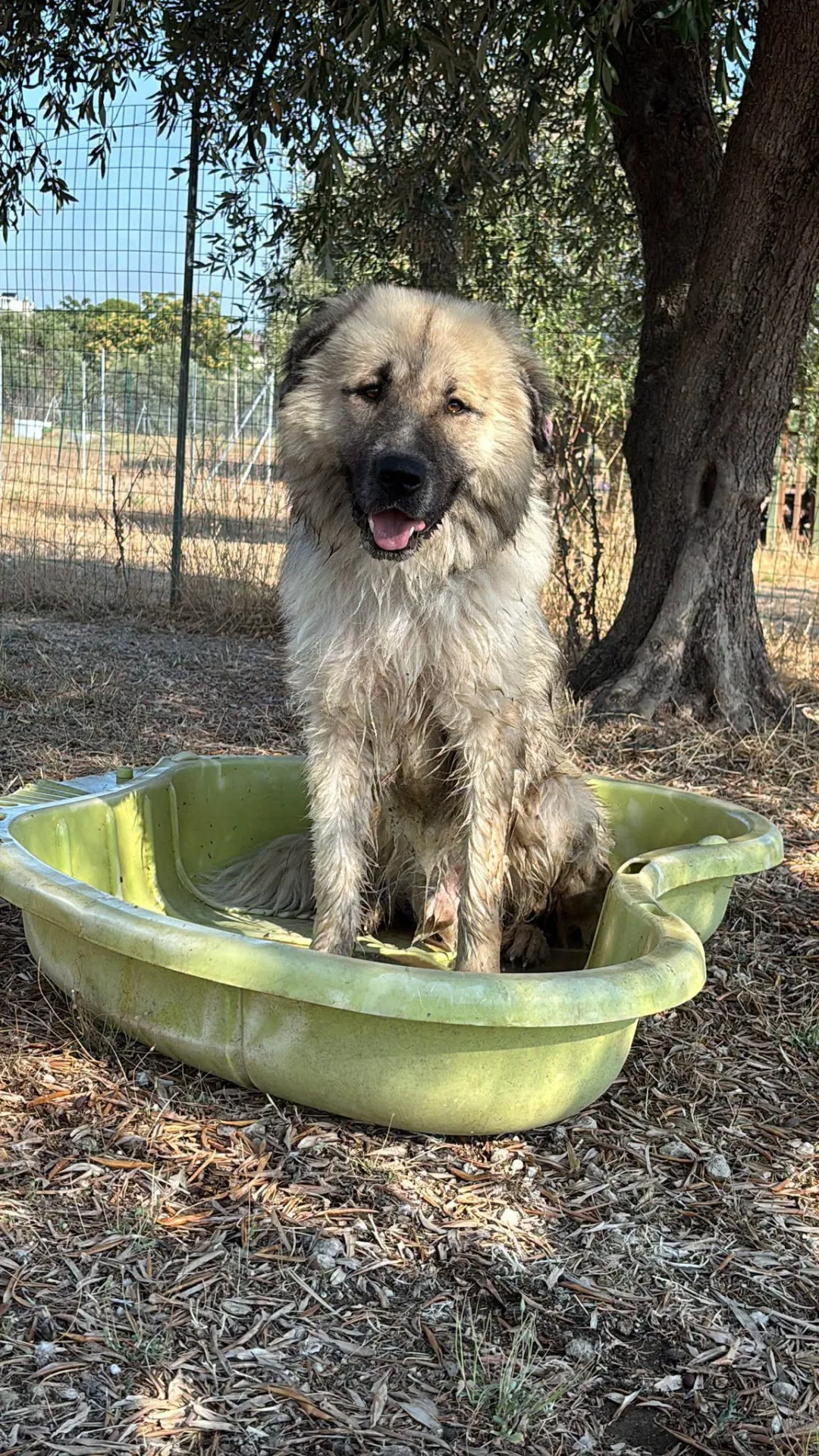 Orlando, cane mix pastore del Caucaso in adozione a Bari - foto 1