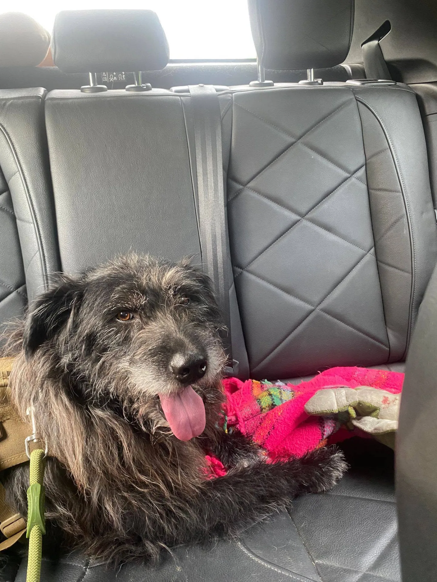 Barbetto, cane meticcio in adozione a Asti - foto 5