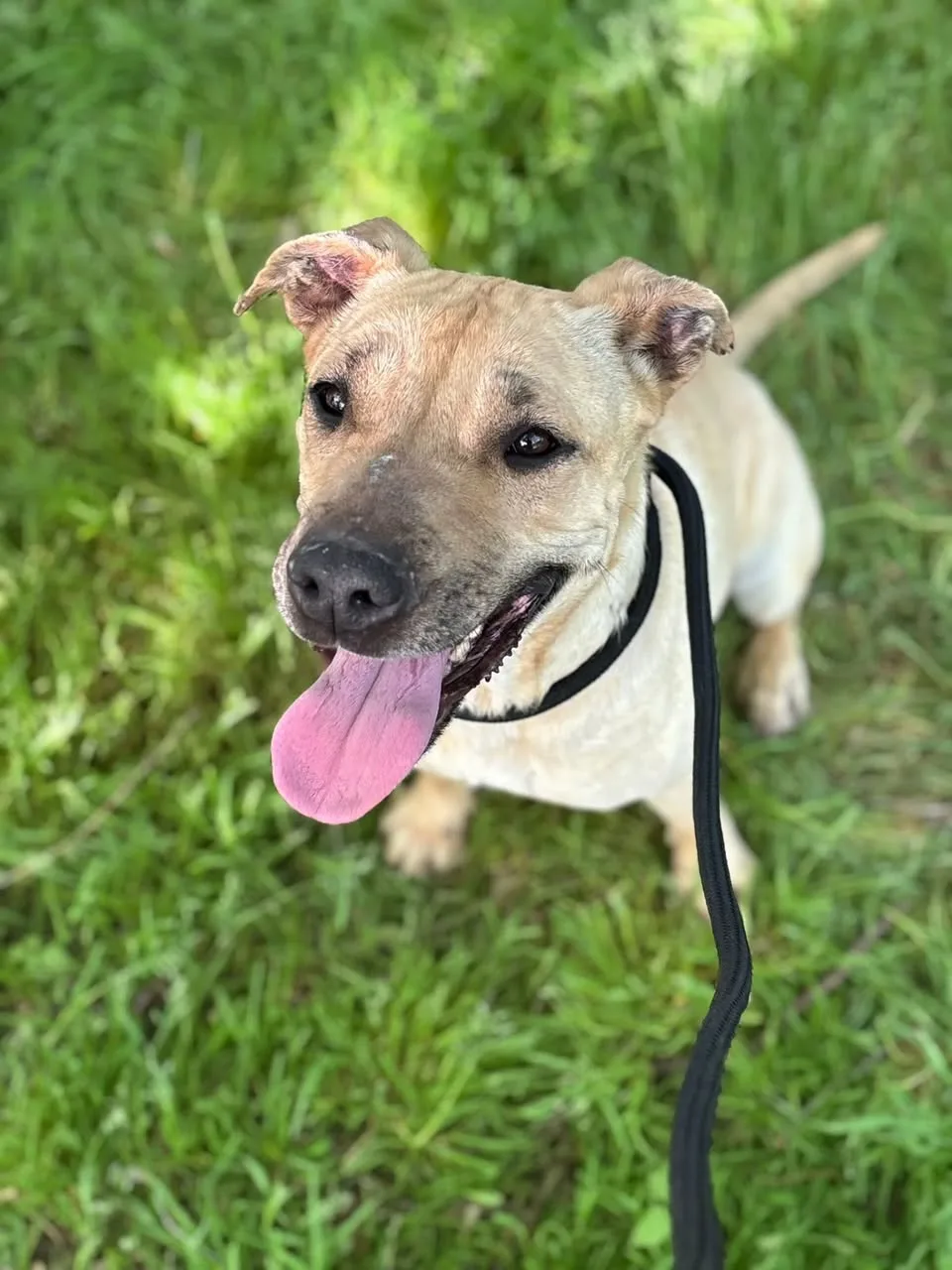 Zoe, cane meticcia in adozione a Latina - foto 3