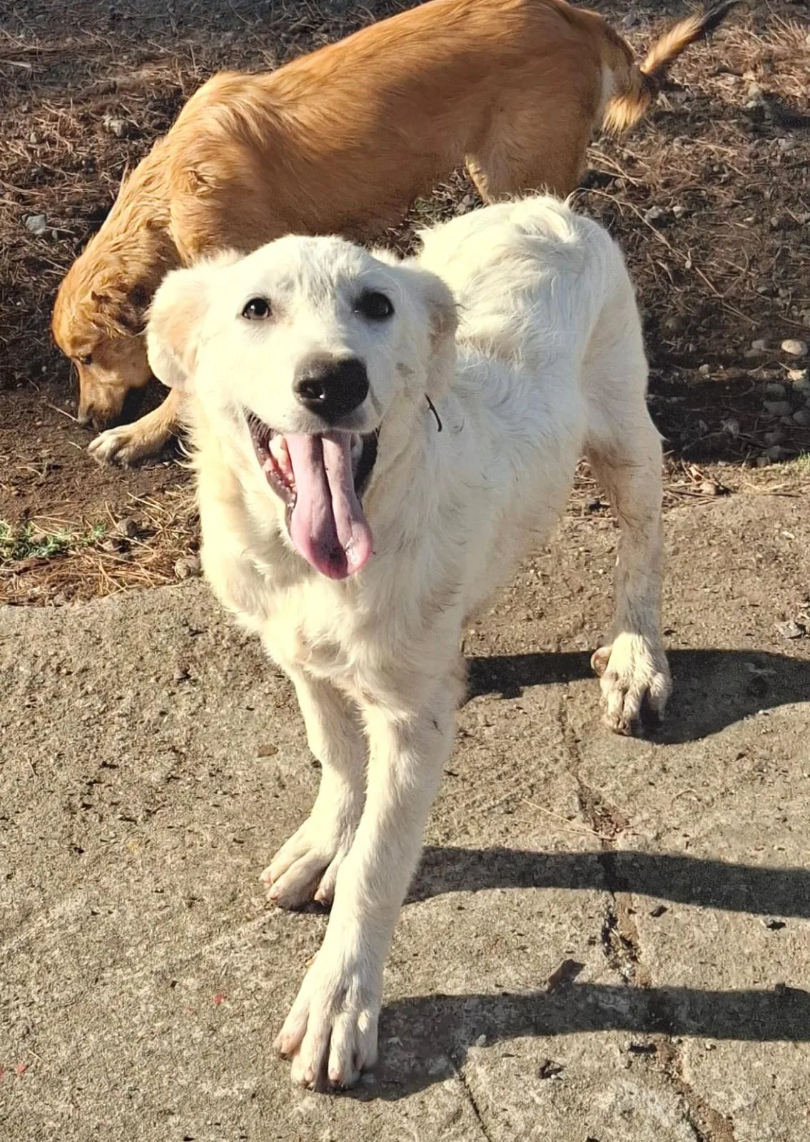 Strudel, cane Meticcio in adozione a Crotone - foto 4