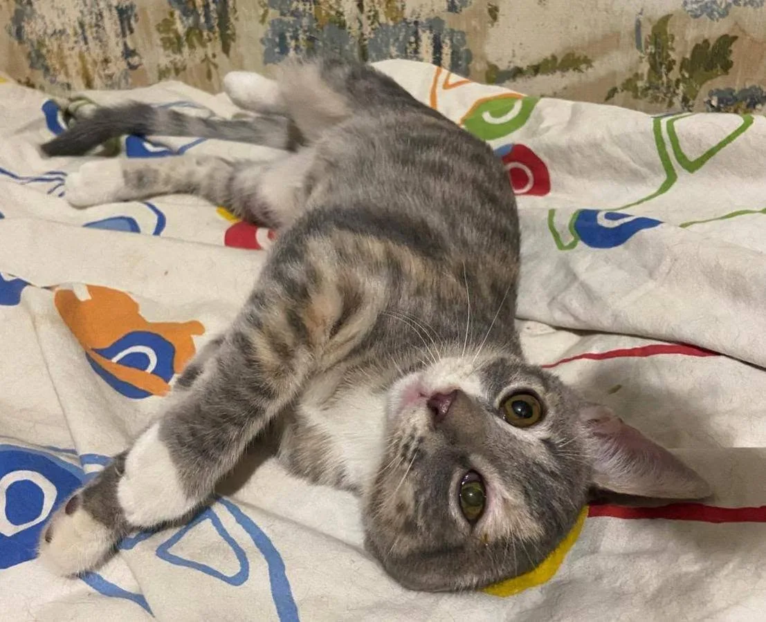 Lea, gatto in adozione a Latina - foto 1