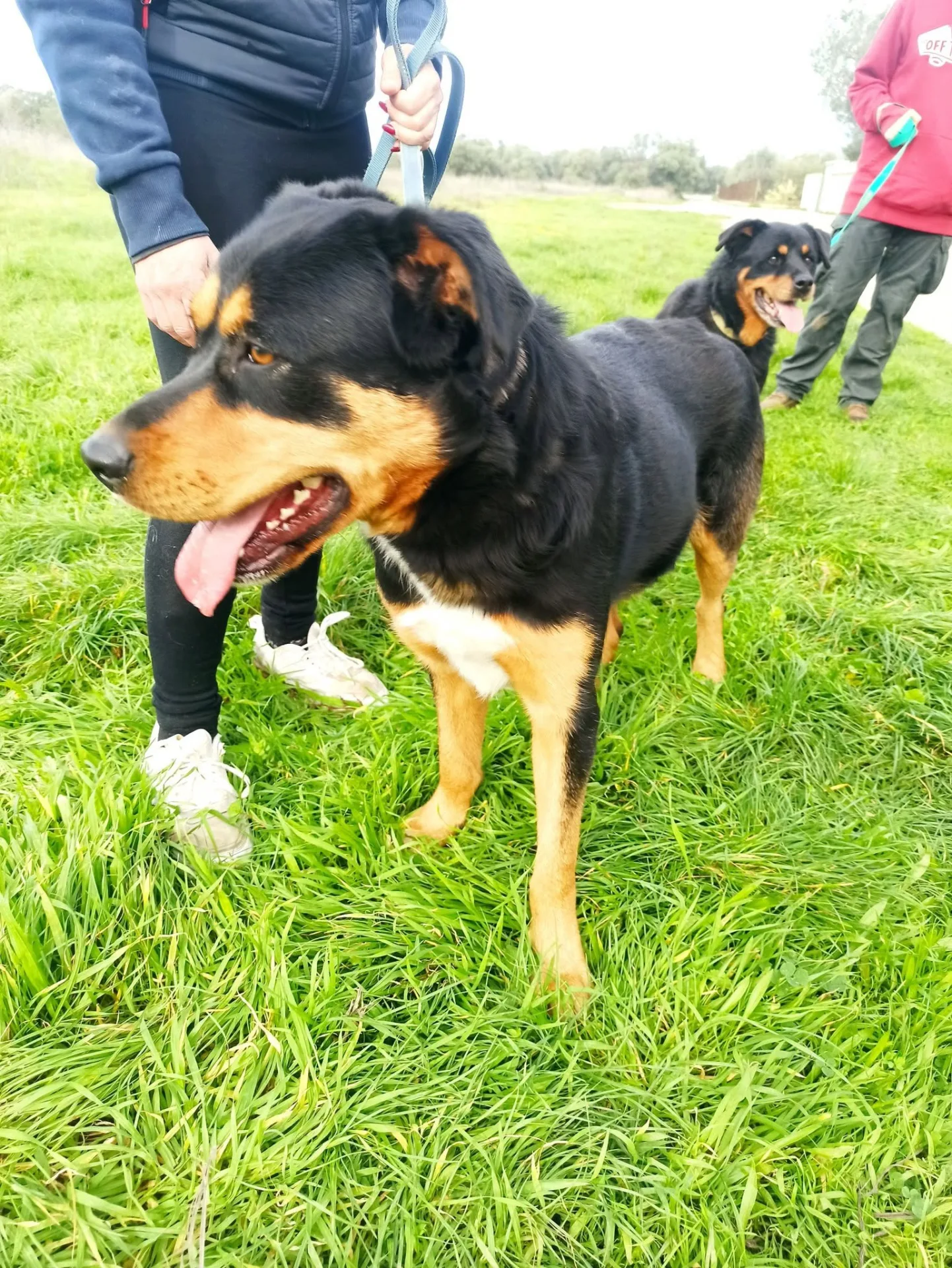 Aurora, cane simil rottweiler in adozione a Bari - foto 2