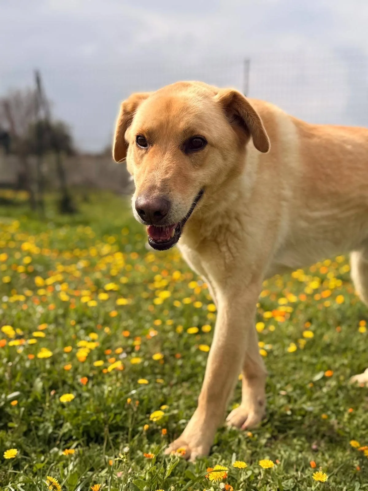 Ciabatta, cane Meticcio simil golden in adozione a Bari - foto 2