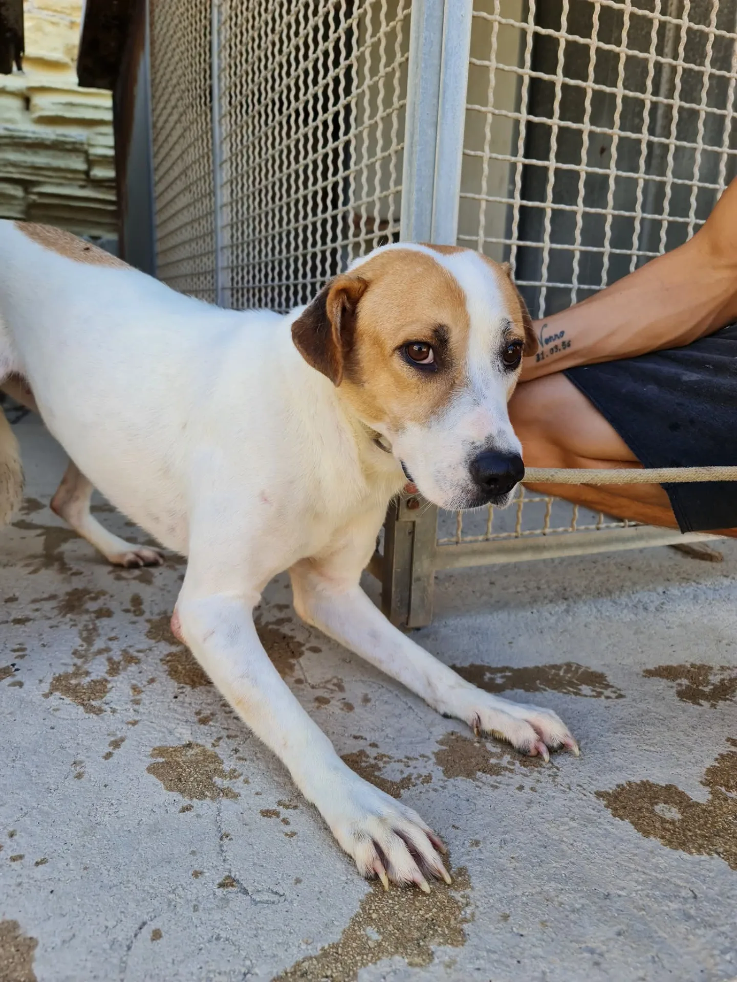 Fiore, cane Meticcio in adozione a Trapani - foto 4