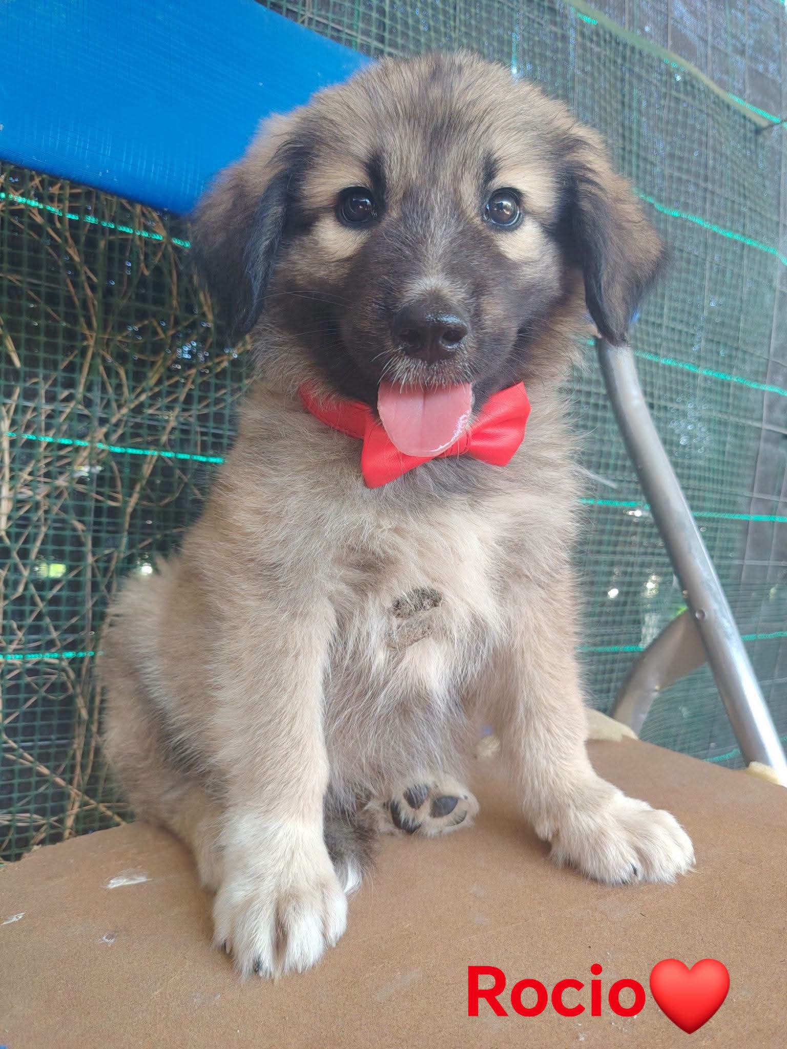 Foto 5 di Maria Francesca, cane  in adozione